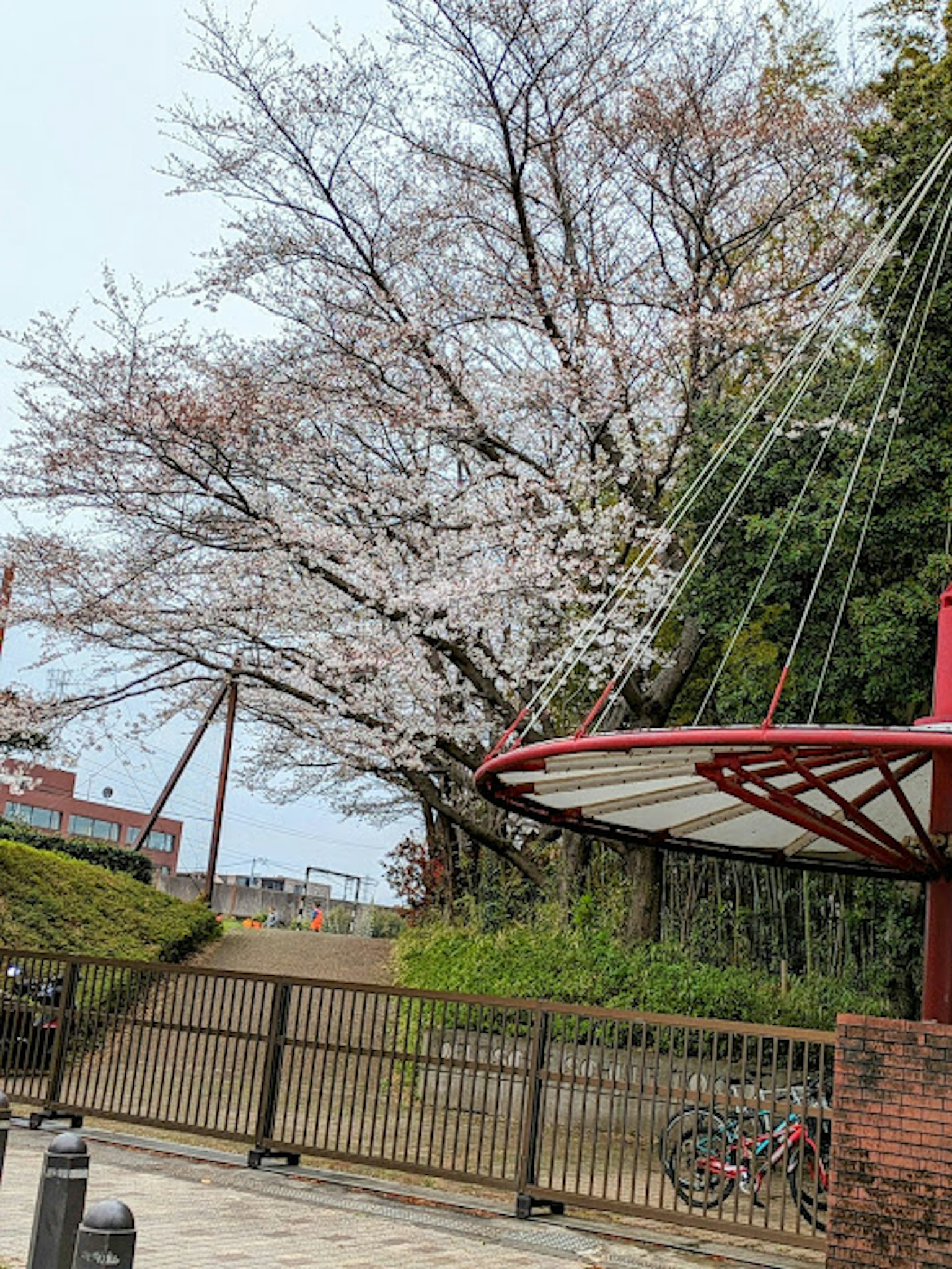 ทิวทัศน์สวนสาธารณะที่มีต้นซากุระบานและม้านั่งหลังคาสีแดง