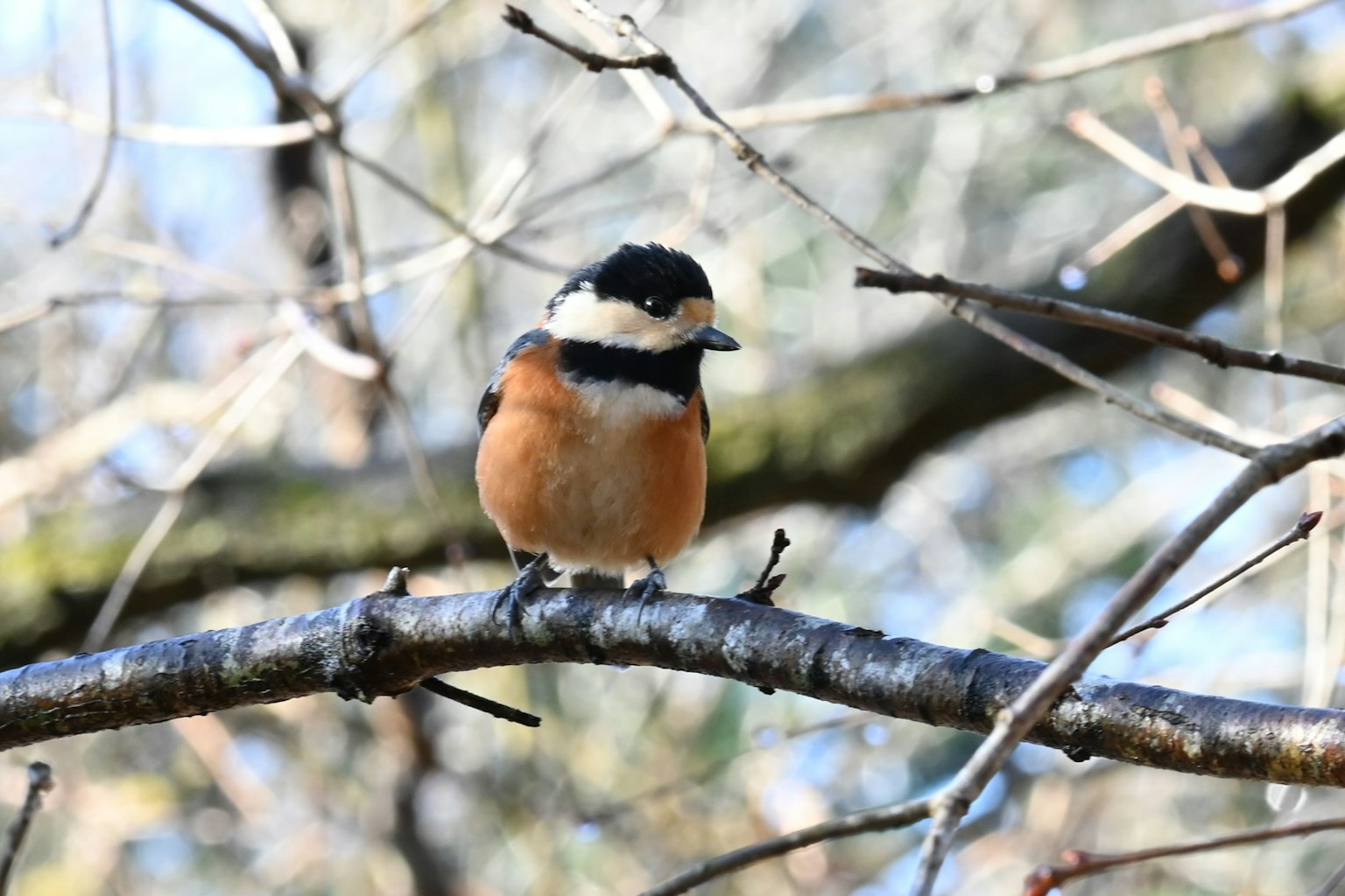 Image of a small bird perched on a branch The bird has an orange chest and a black head