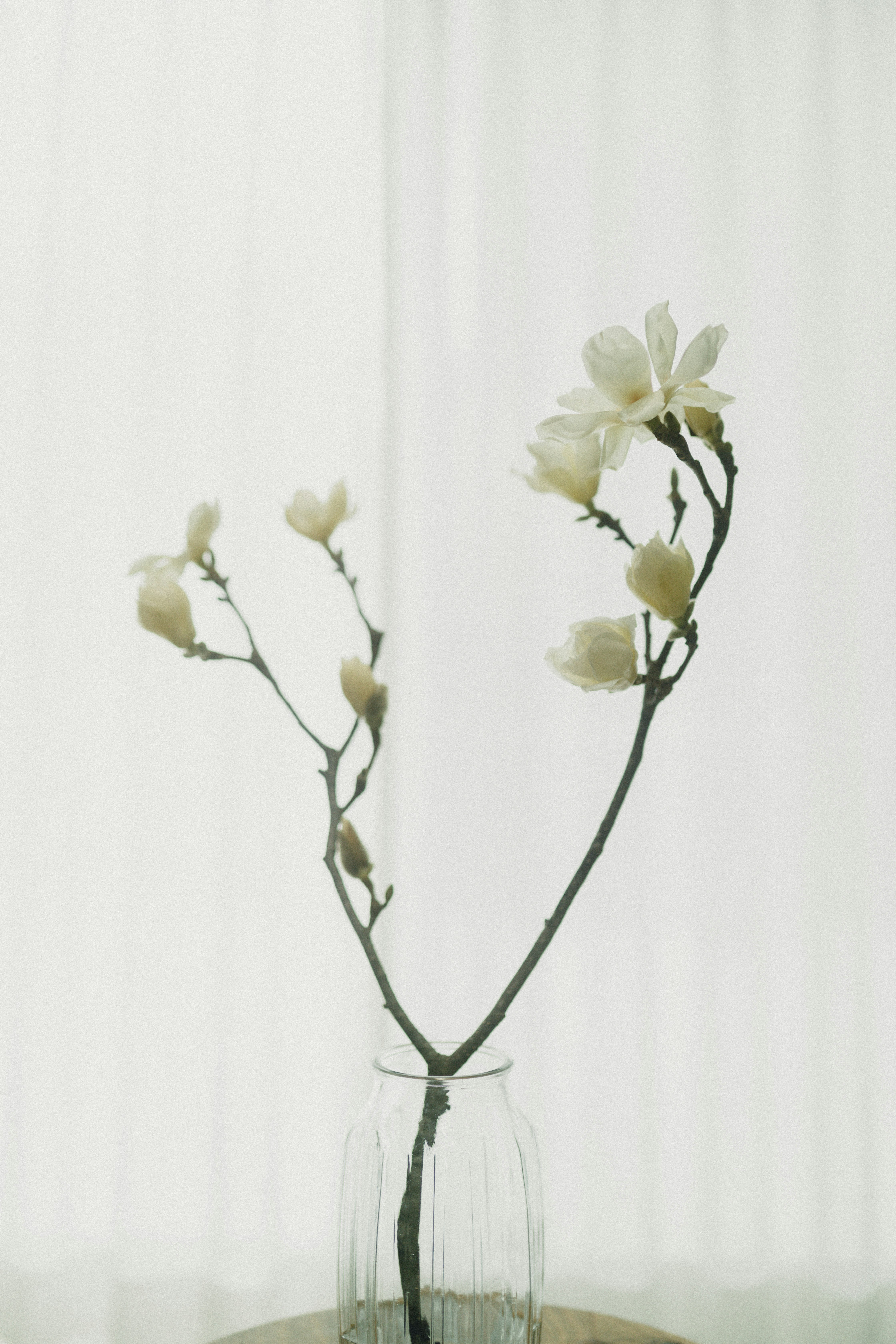 weiße Blumen in einer transparenten Glasvase vor weißem Hintergrund