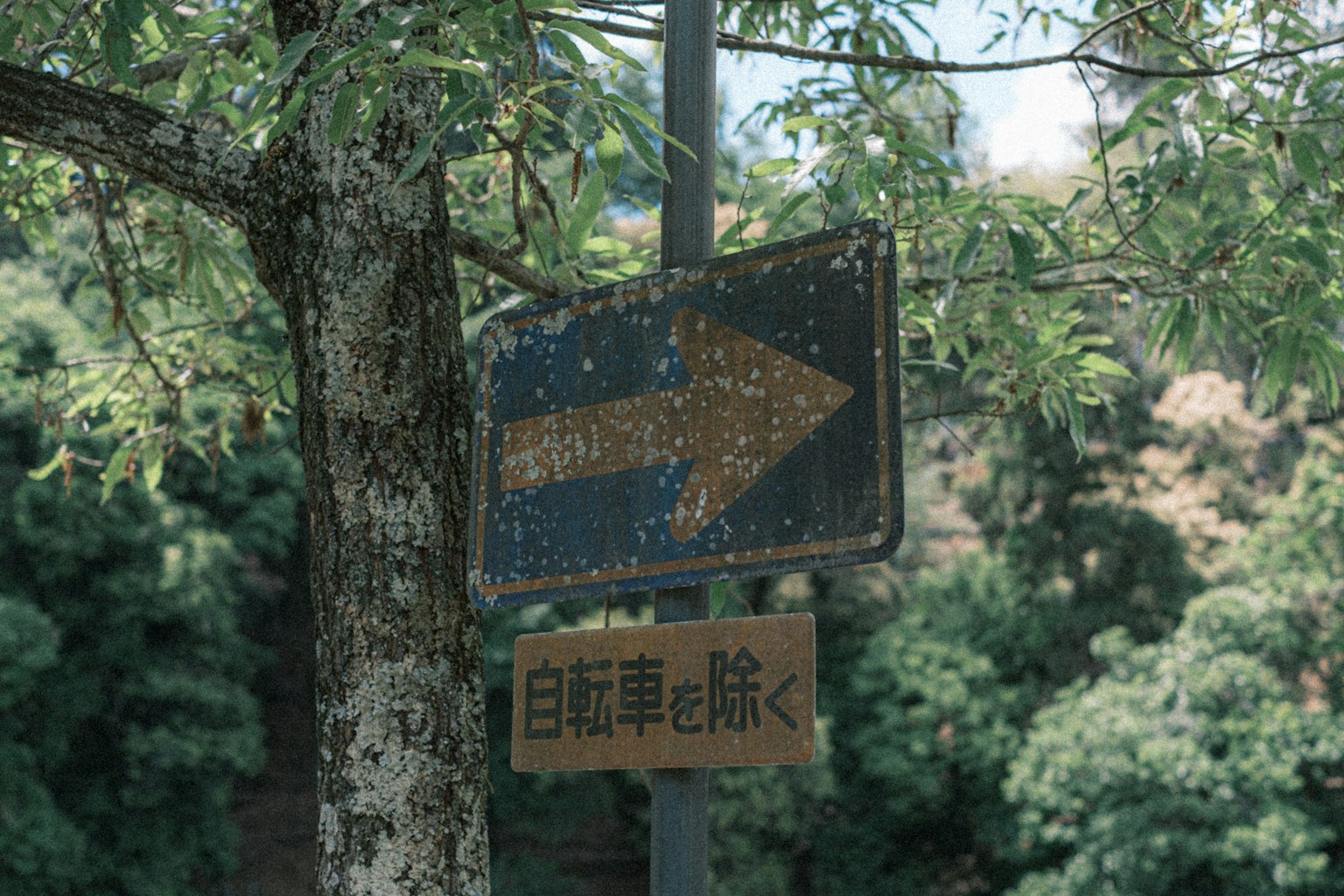 樹旁的箭頭標誌指示自行車的方向