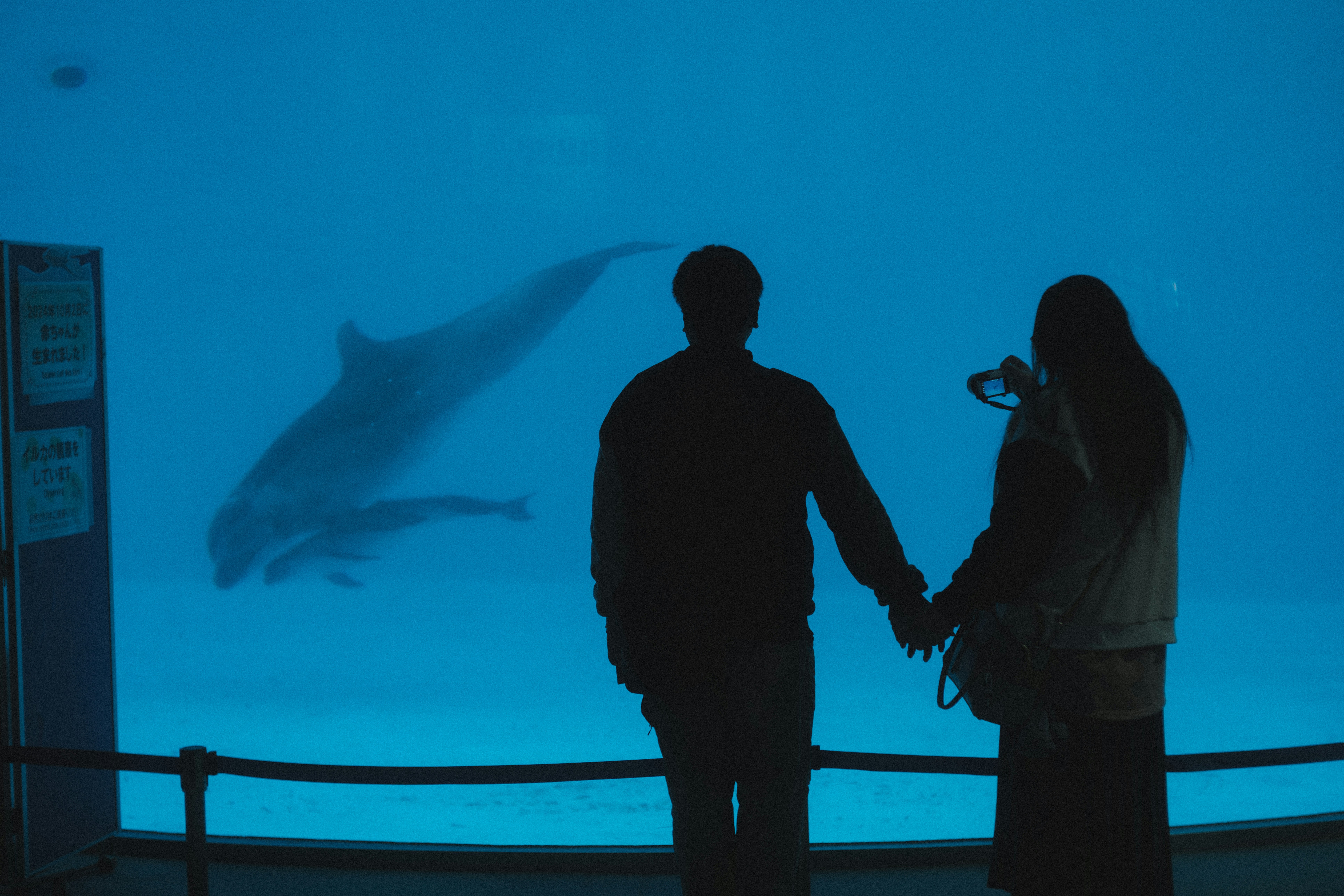 イルカのいる水族館で手をつなぐシルエットのカップルの前景