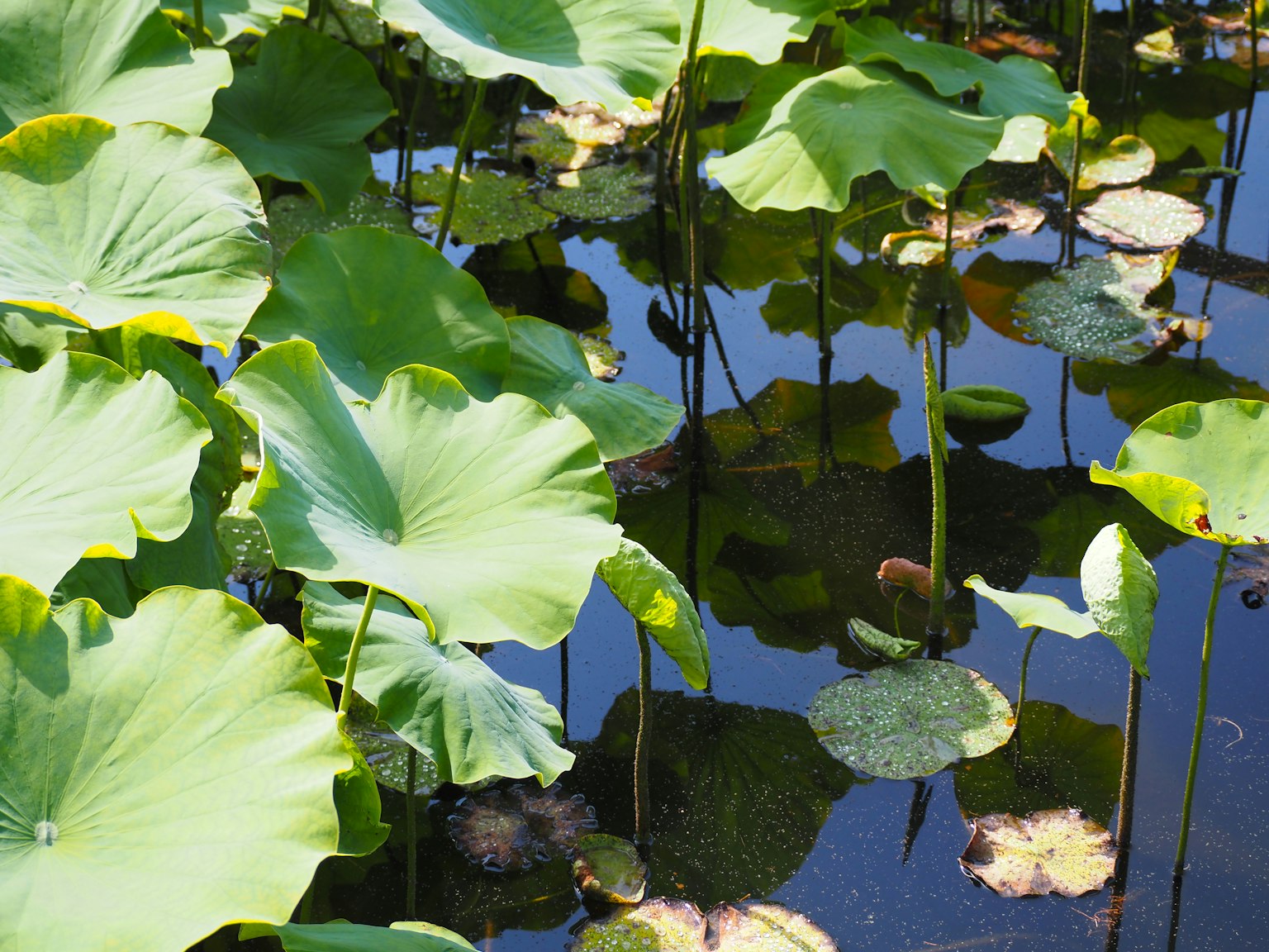 Un estanque tranquilo con grandes hojas verdes y hojas de loto flotantes en la superficie del agua