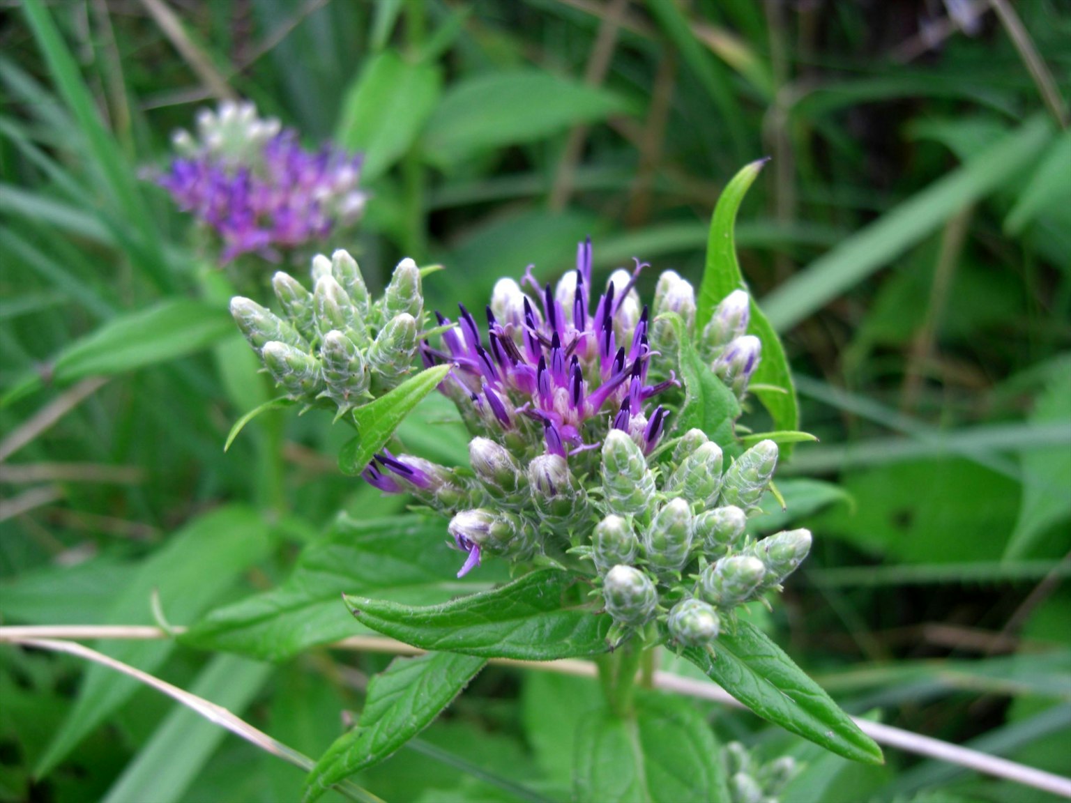Primo piano di una pianta con fiori viola circondata da foglie verdi