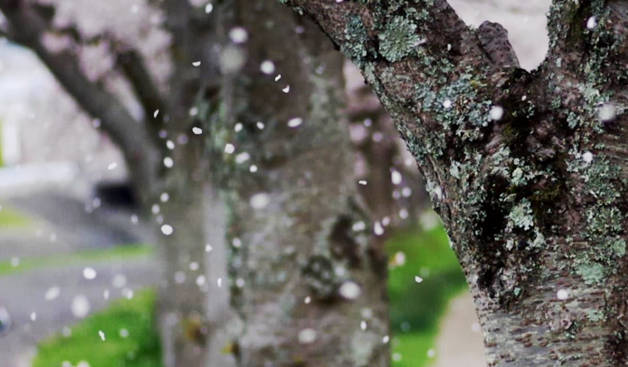 木の幹に舞い散る雪と雨粒のある風景