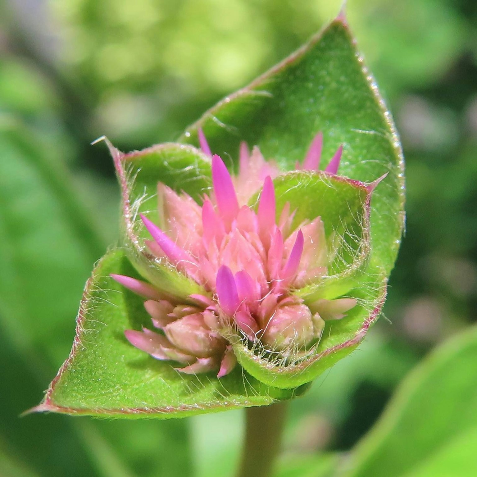 Close-up of a plant with pink flowers surrounded by green leaves