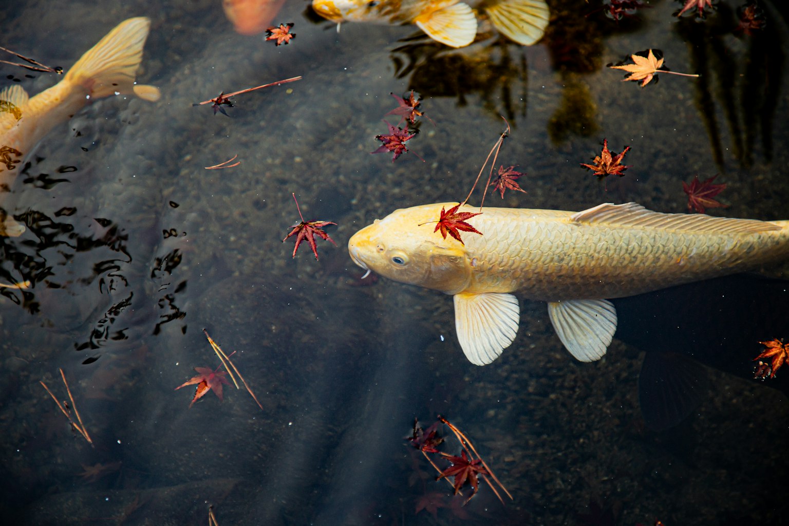 Koi fish swimming in a tranquil pond adorned with autumn leaves