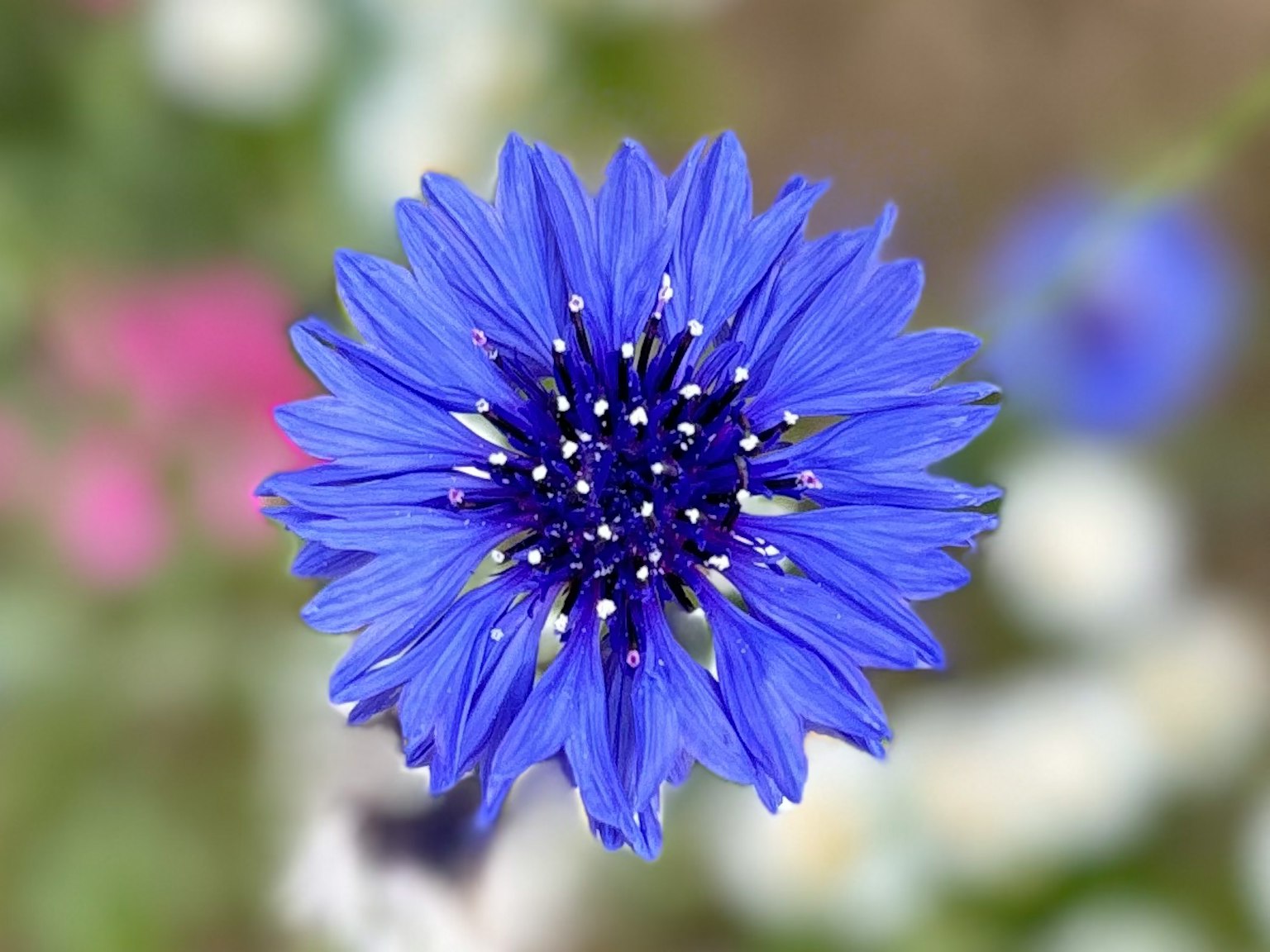 Primo piano di un bellissimo fiore blu con stami bianchi al centro