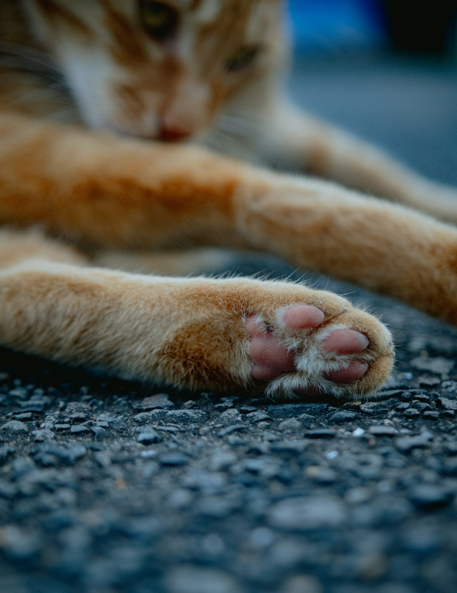 Primo piano della zampa di un gatto arancione che si allunga su asfalto