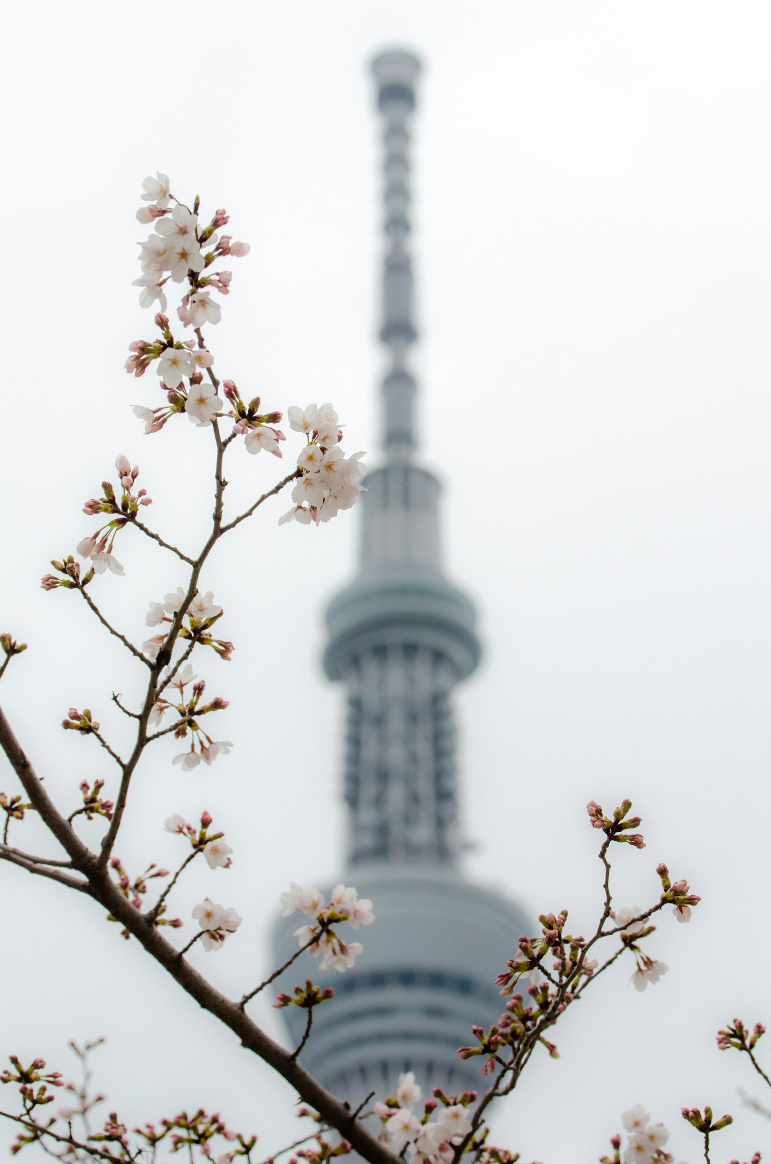 模糊的東京晴空塔景觀，前景有櫻花