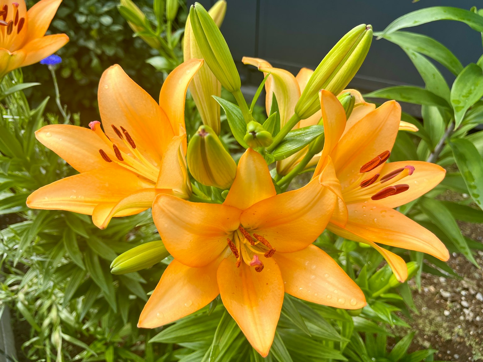 A cluster of orange lilies blooming with green leaves in the background