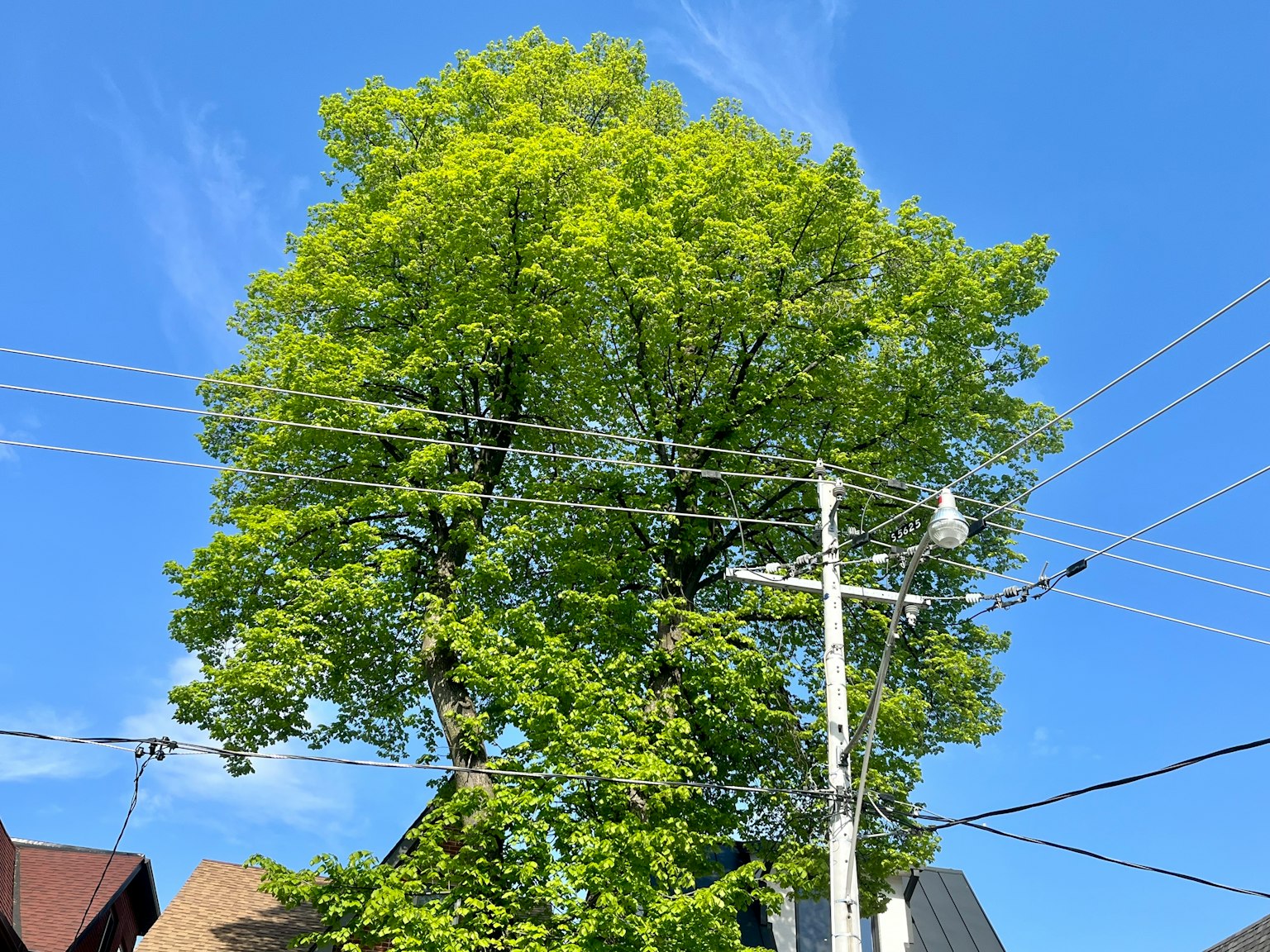 Large green tree under blue sky with power lines