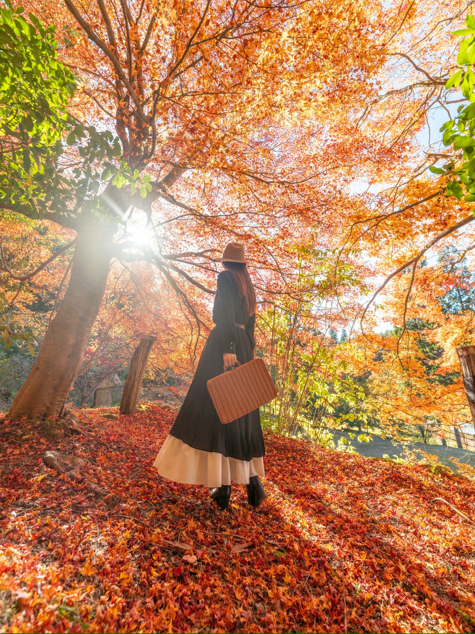 秋の紅葉の中に立つ女性のシルエットと光