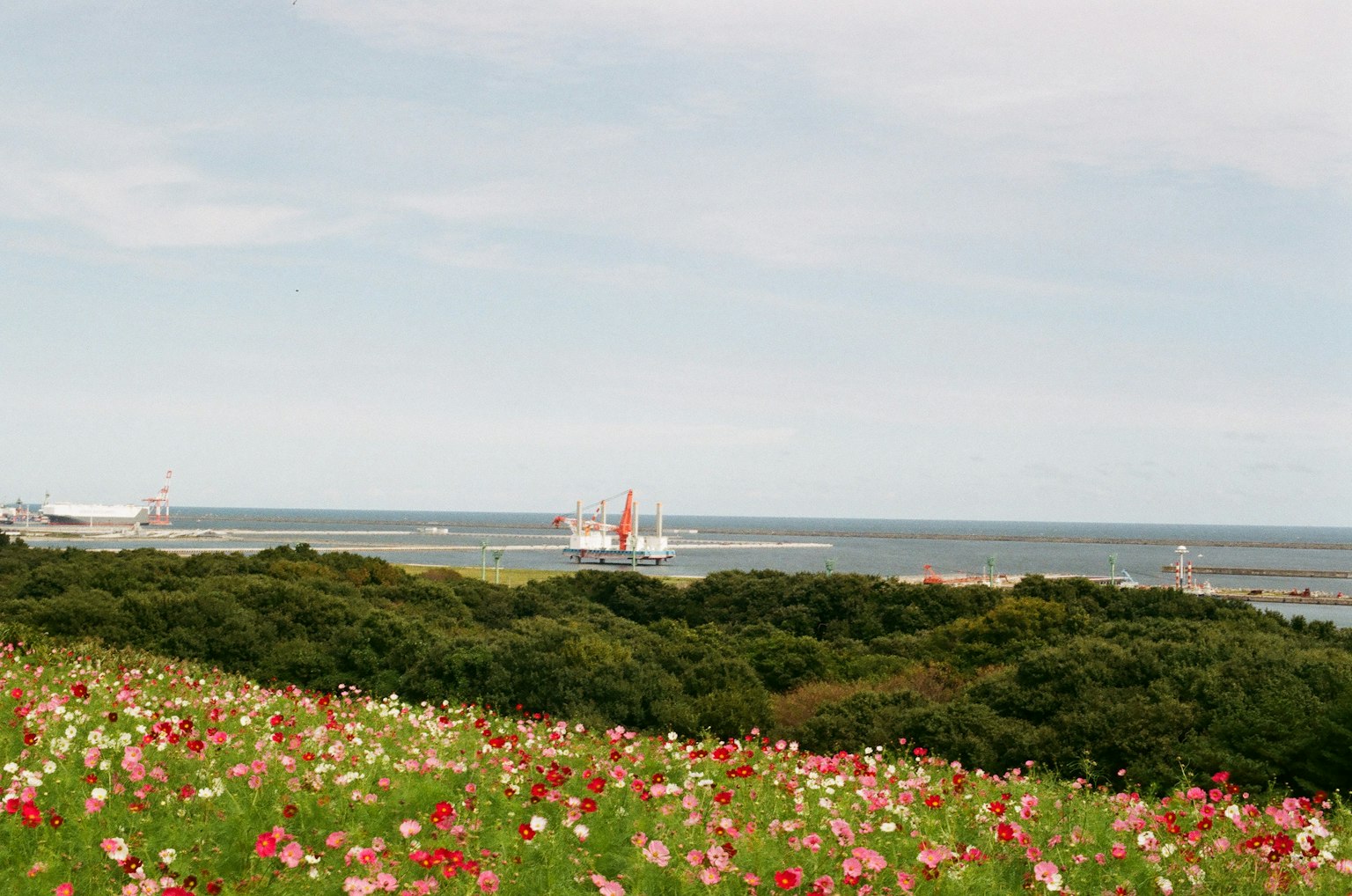 Colorful flowers blooming on a hill overlooking the sea and ships