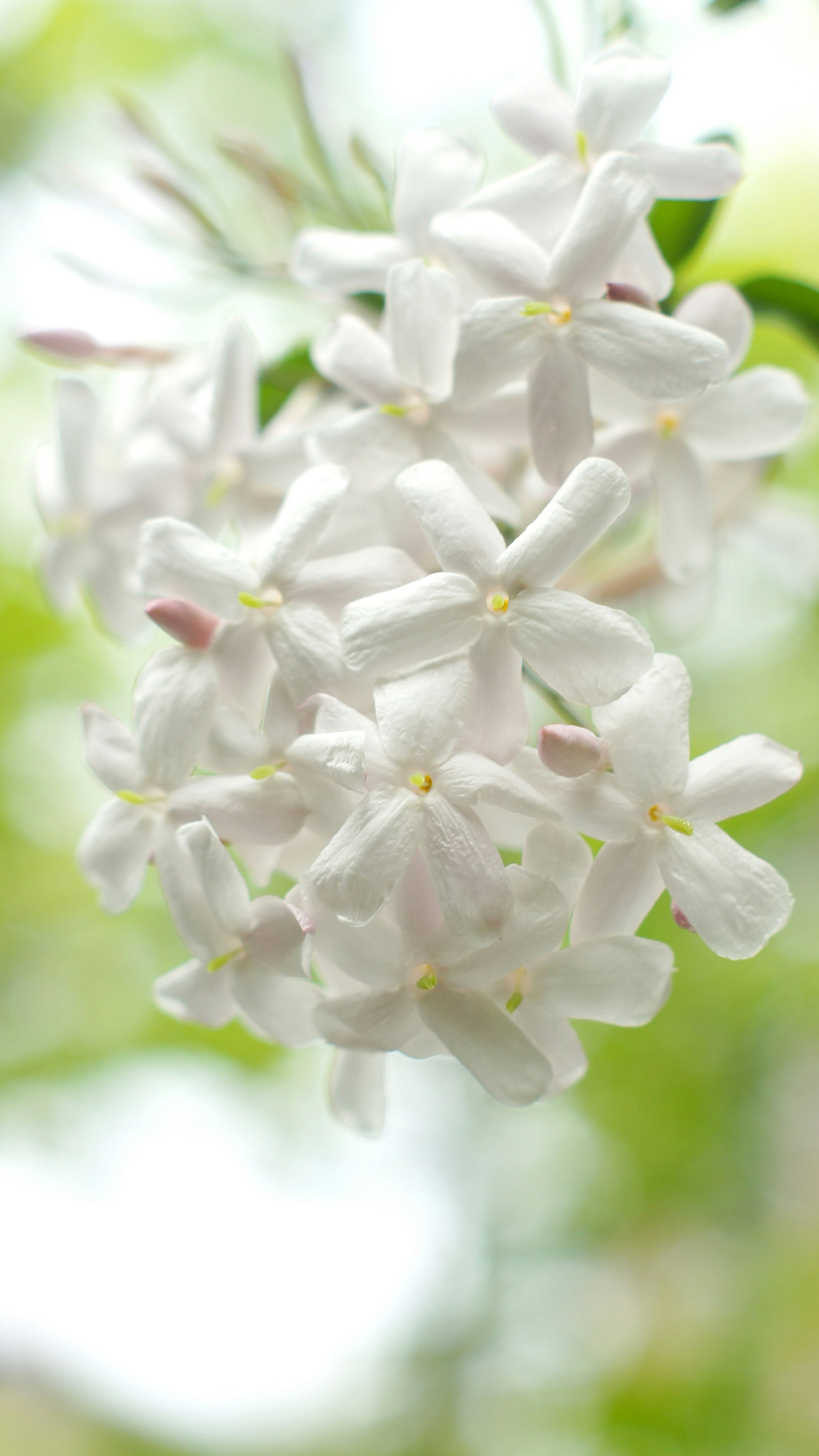 白いジャスミンの花と新緑のボケ