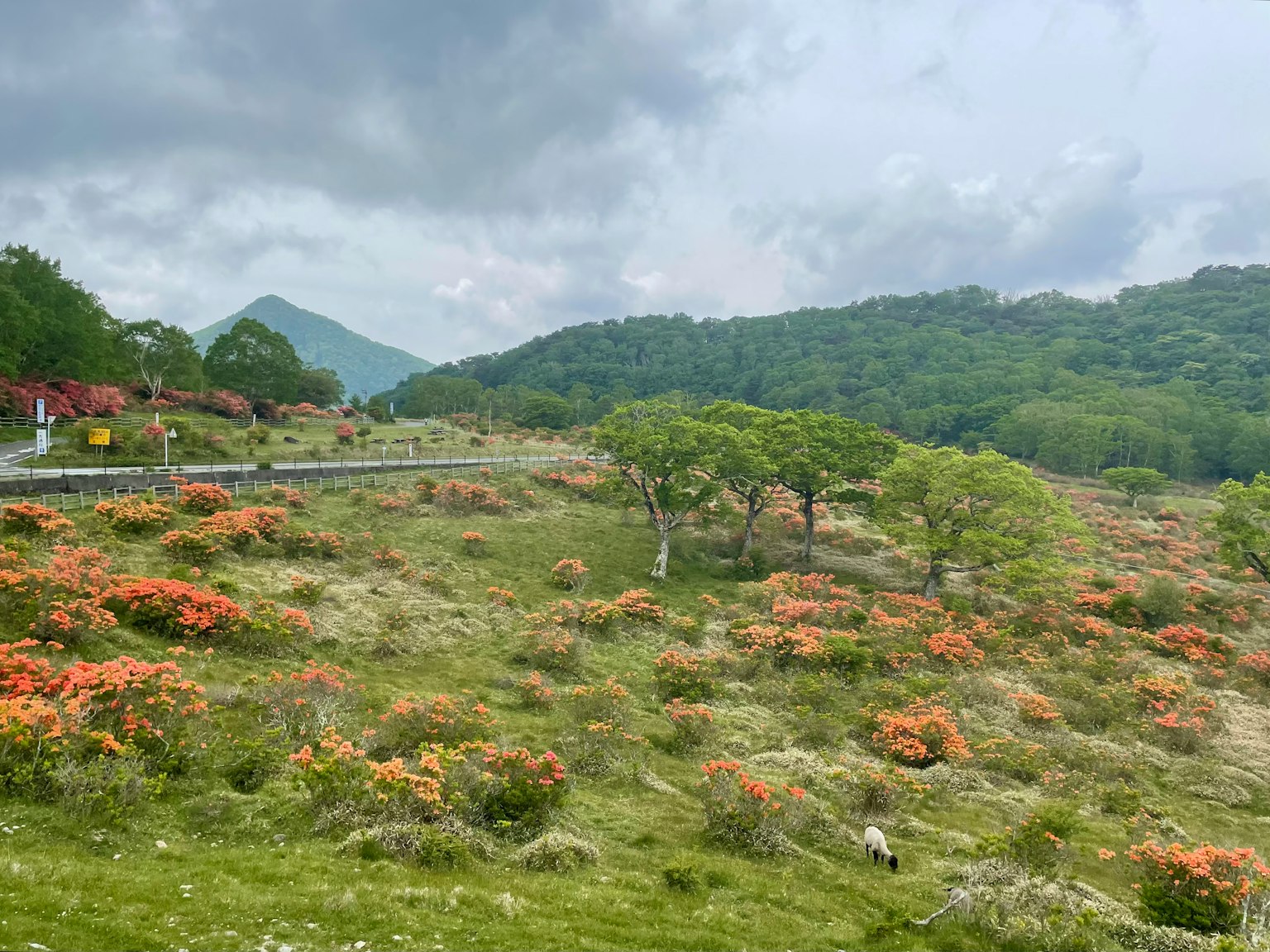Weitläufige Landschaft mit orangefarbenen Blumen vor grünen Bergen