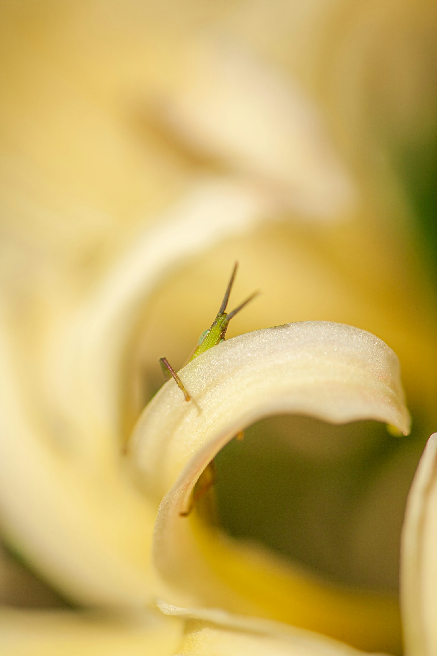 Nahaufnahme eines gelben Blütenblattes mit einem kleinen Insekt, das darin versteckt ist