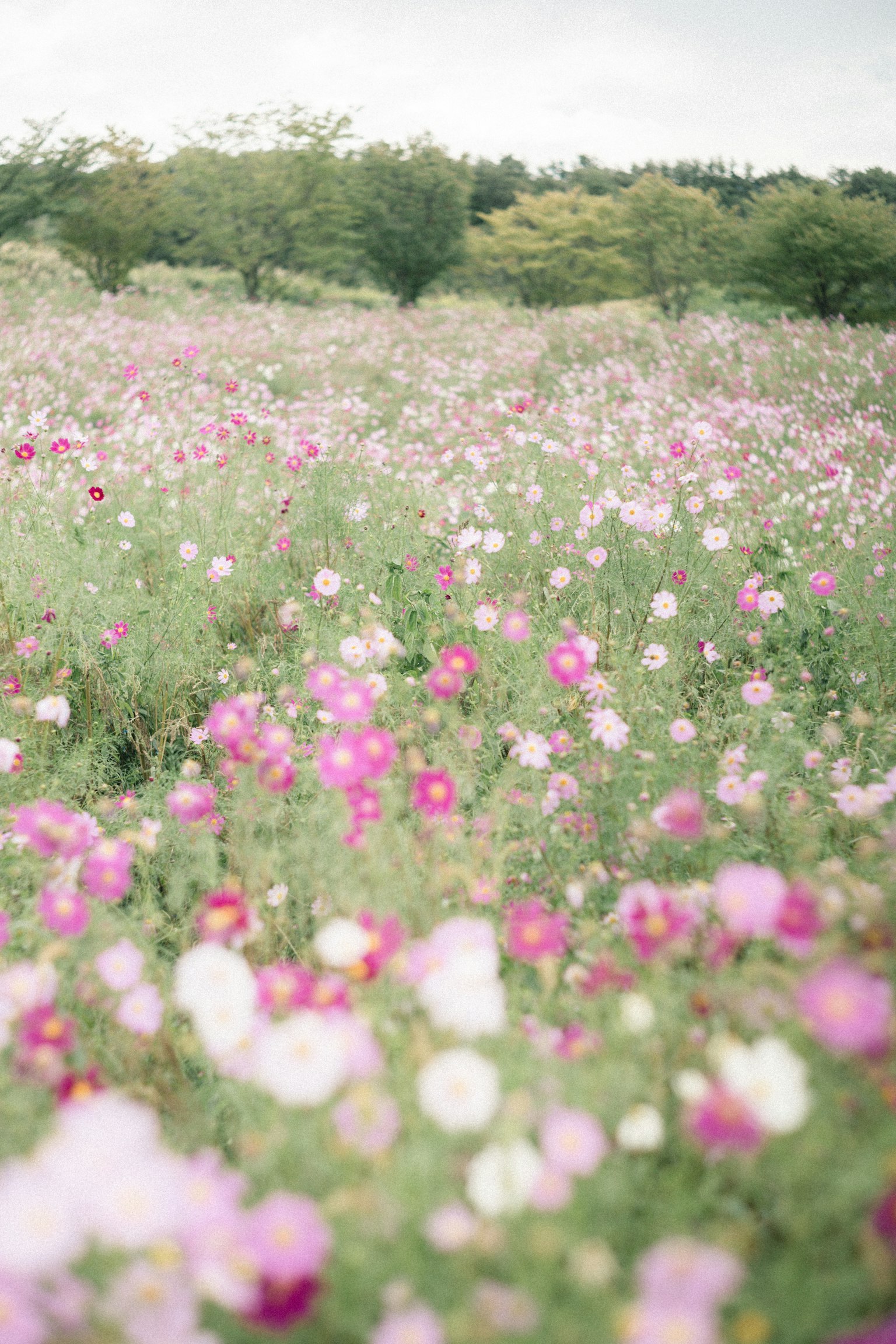 一片开满五彩缤纷的宇宙花的广阔田野