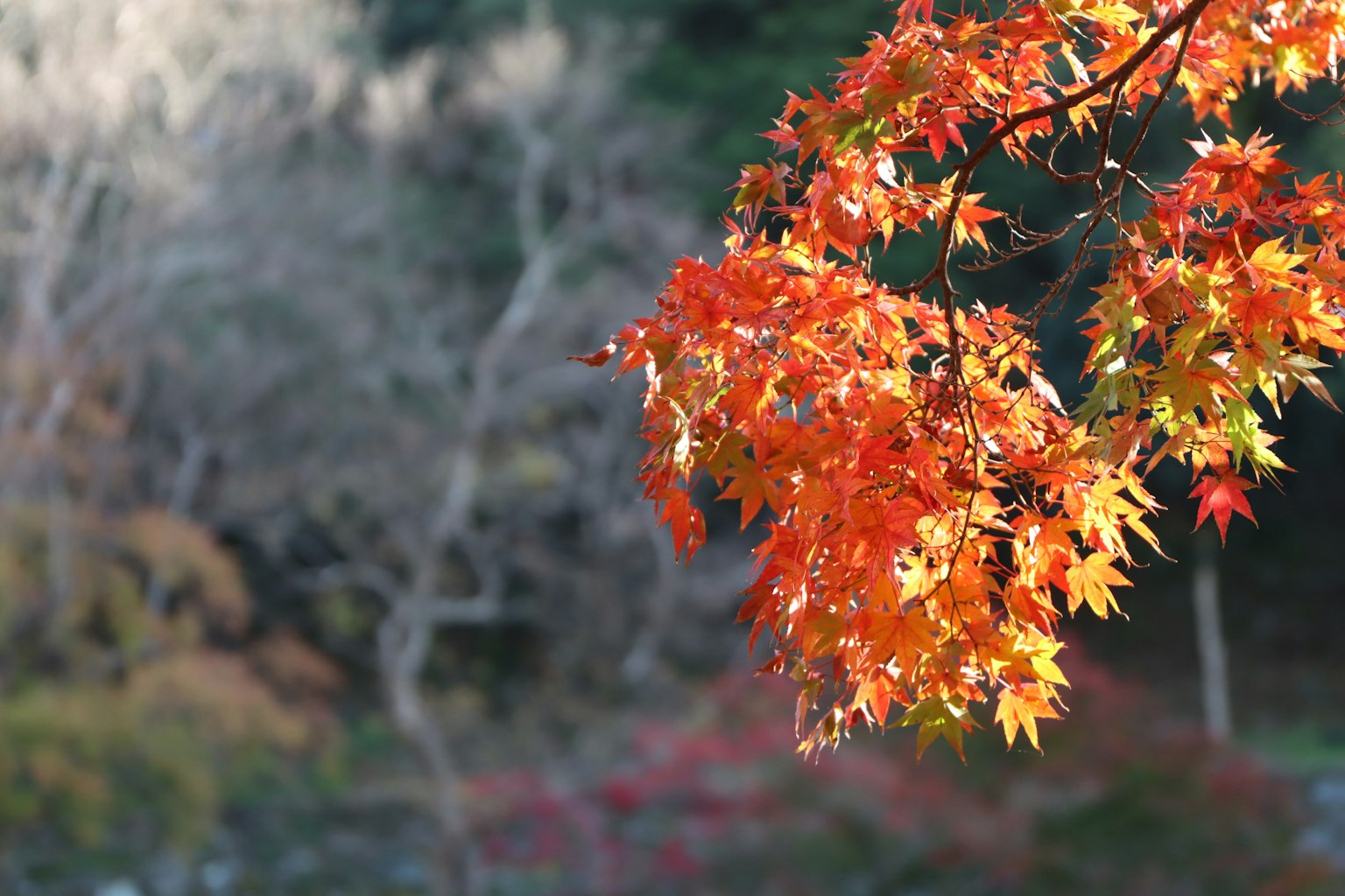 Vibrant autumn leaves hanging from a branch with a blurred natural background