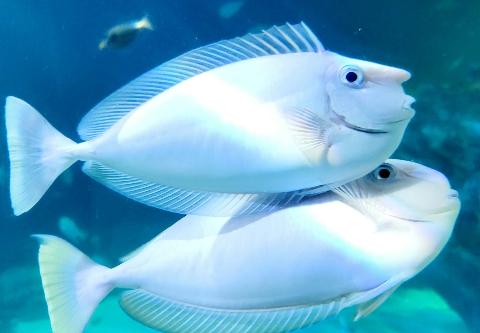 Zwei weiße Fische schwimmen unter Wasser