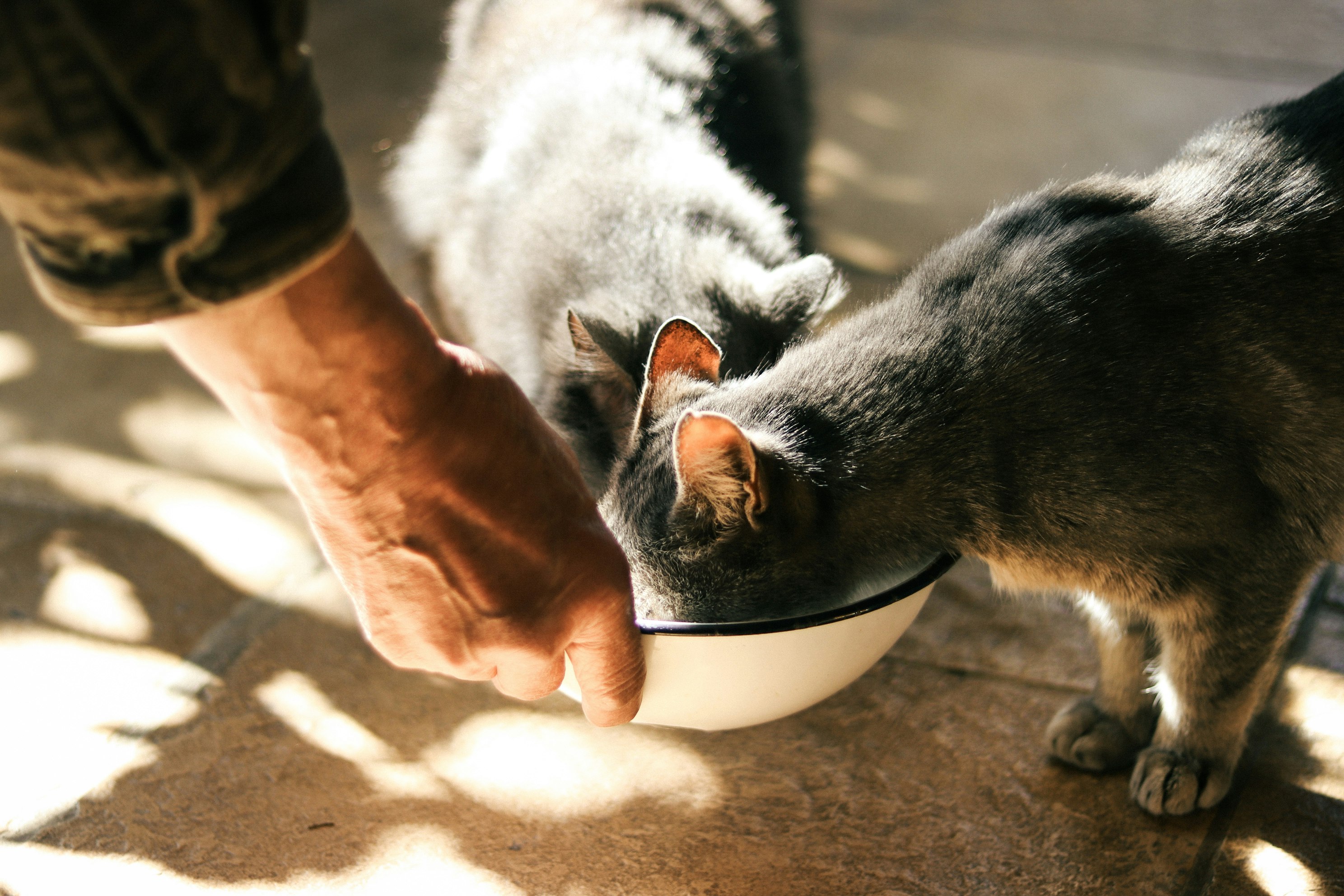 Hund und Katze werden von Hand gefüttert