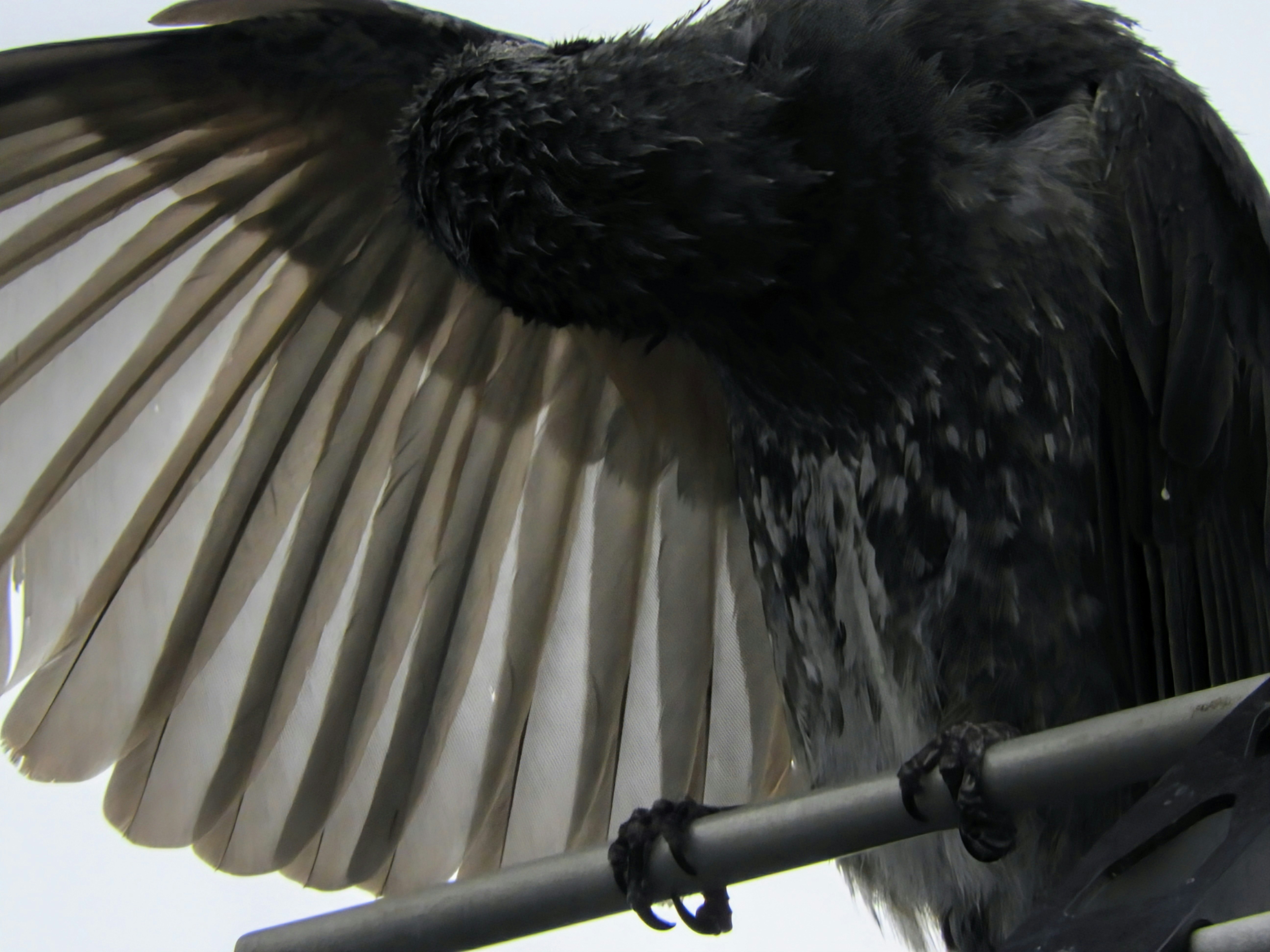 ave negra con las alas extendidas