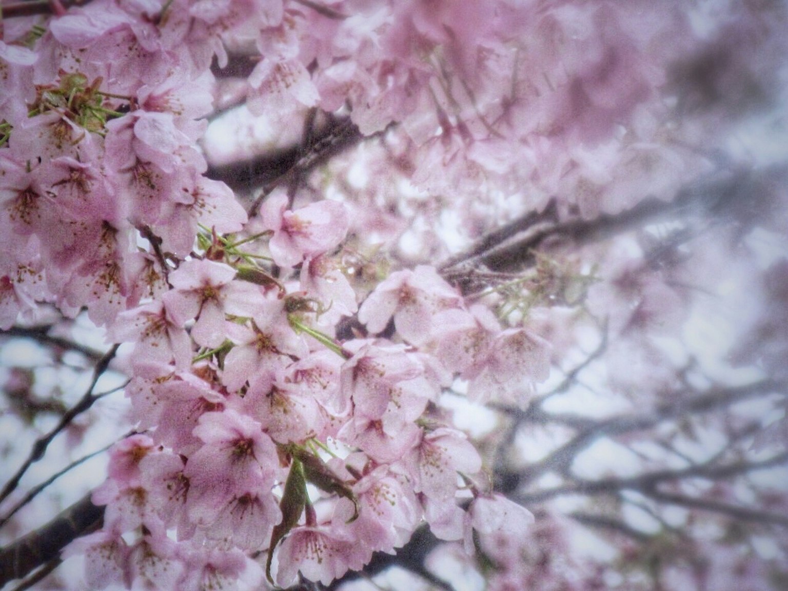ทิวทัศน์ที่สวยงามของดอกซากุระบาน