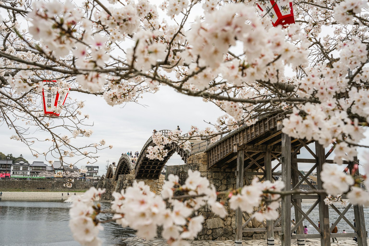 Vista panoramica di un ponte circondato da fiori di ciliegio con lanterne rosse
