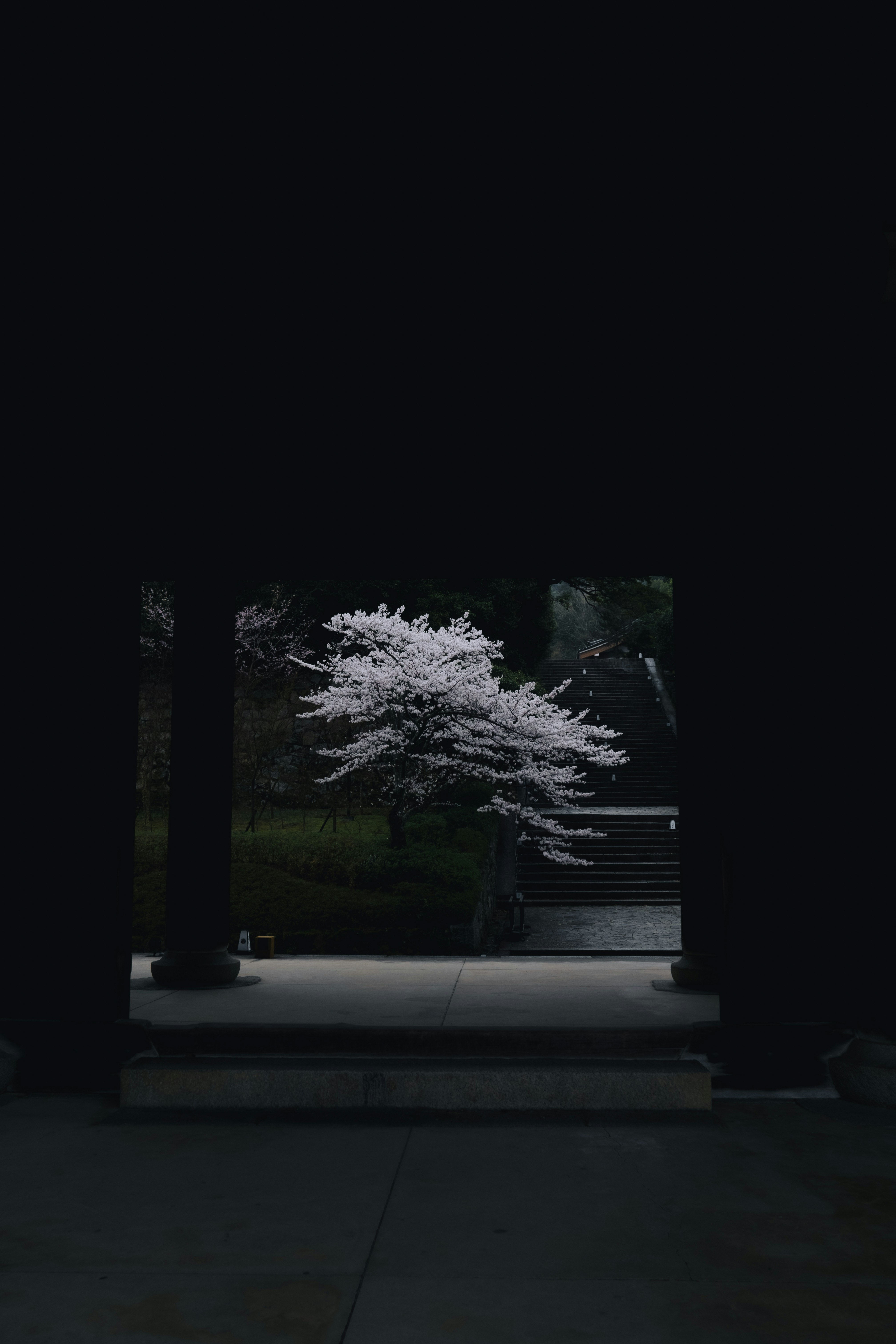 night garden path with a blooming cherry blossom tree