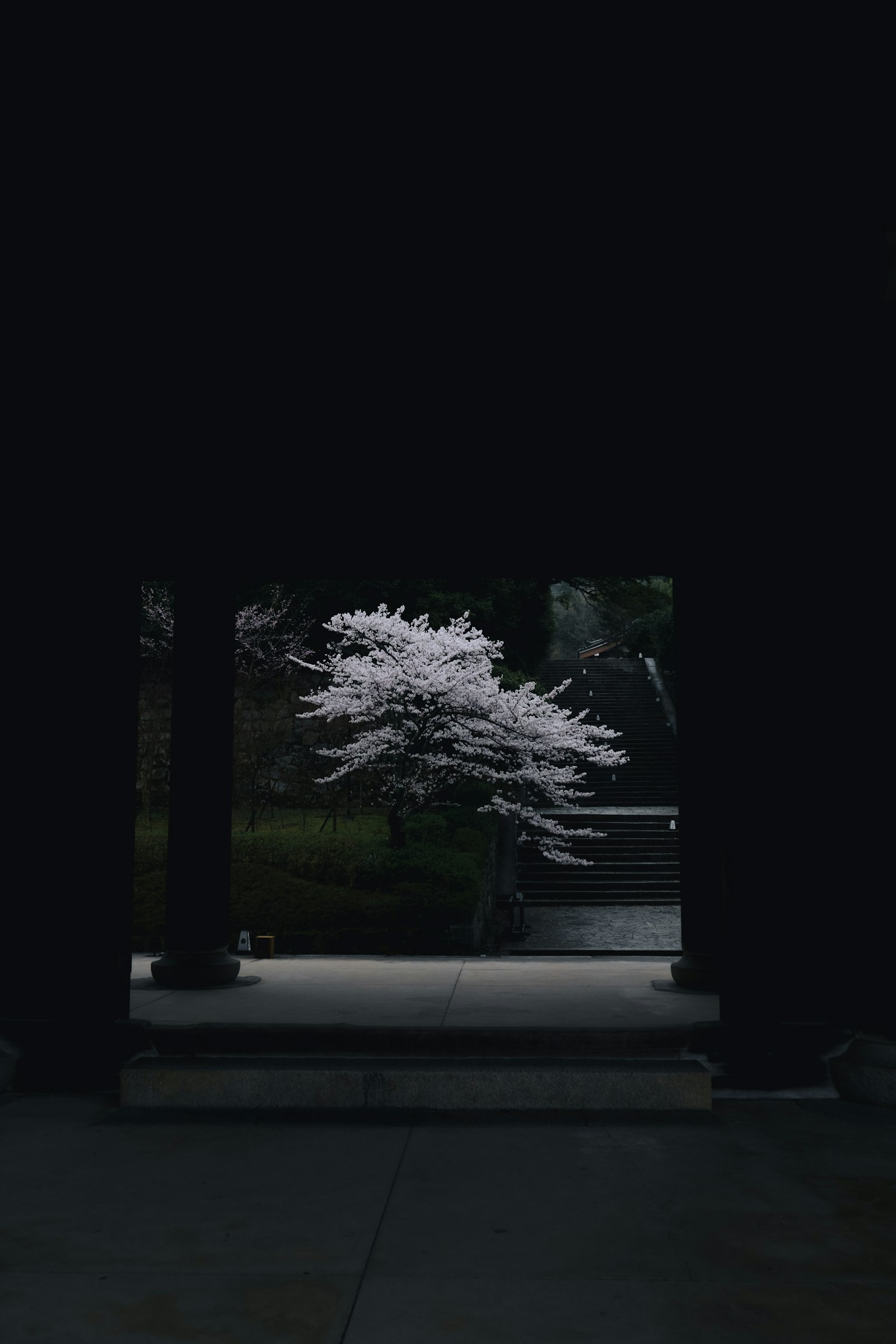 在黑暗环境中照亮的白色樱花树
