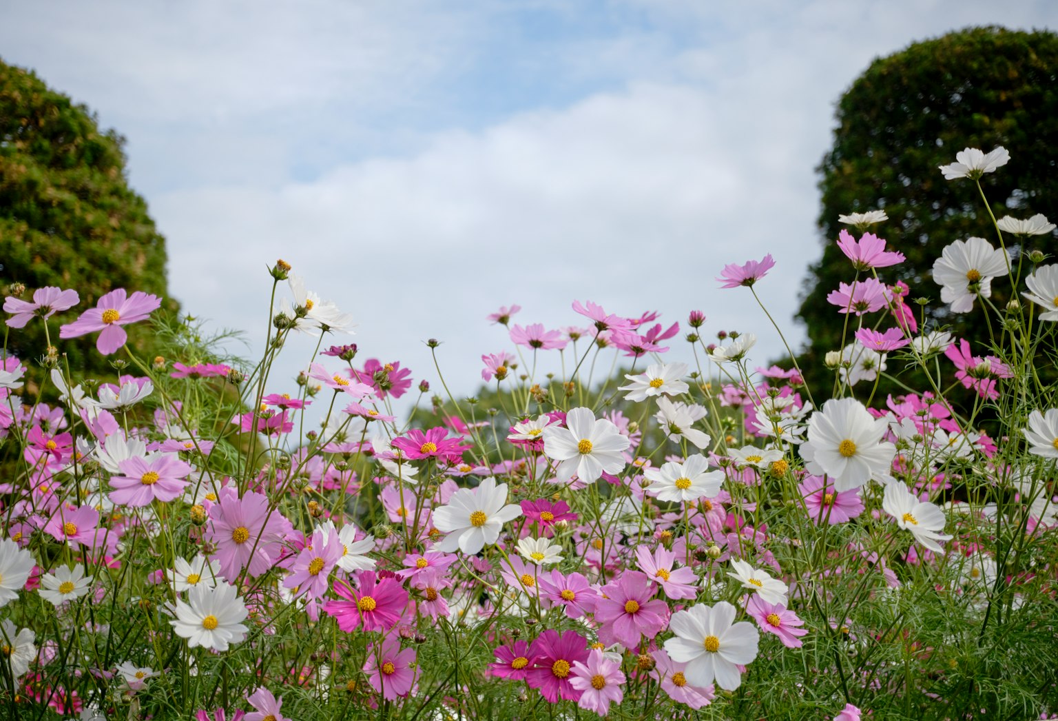 A vibrant field of blooming cosmos flowers in various colors