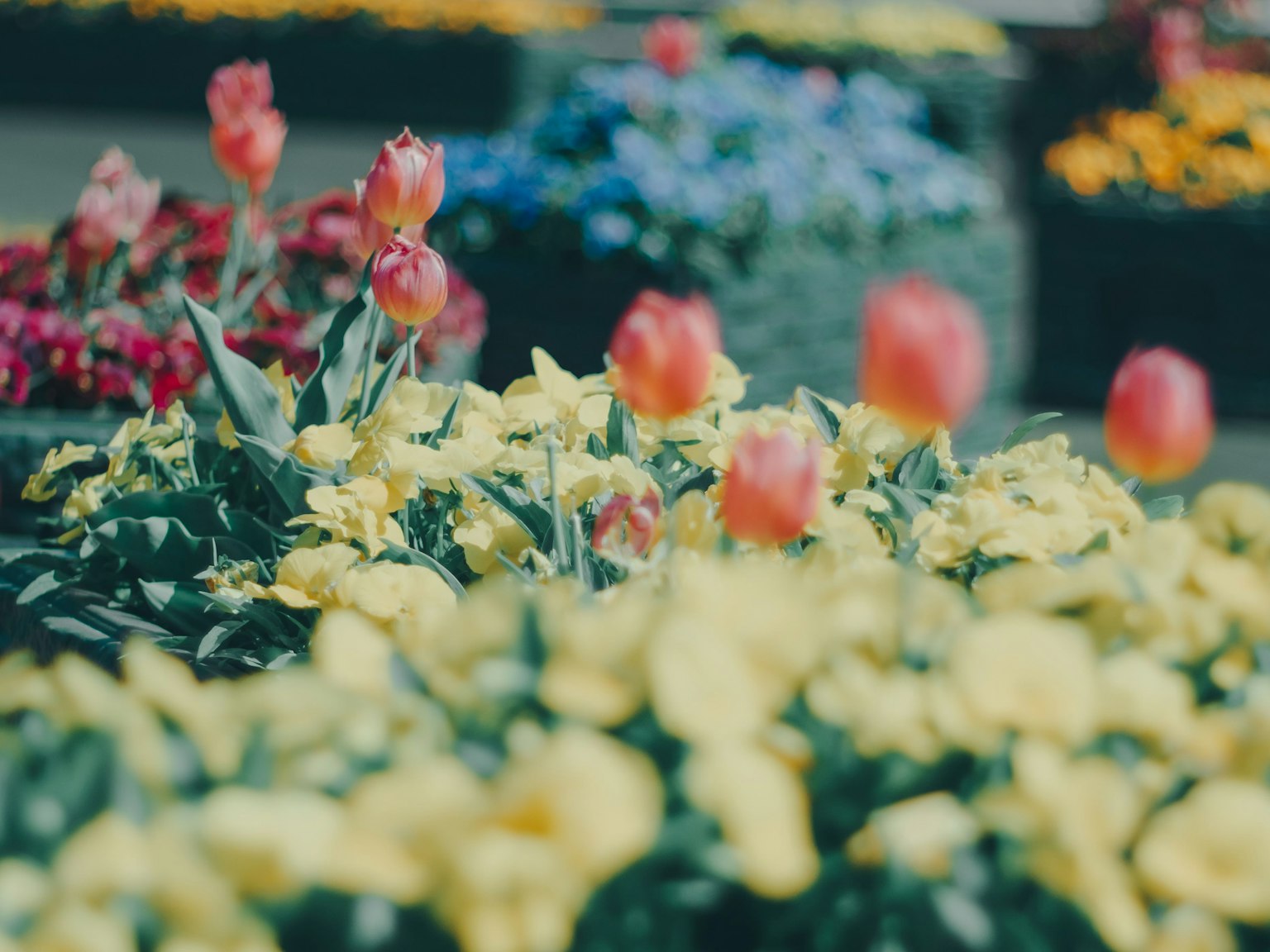 Lebendiger Blumengarten mit gelben Blüten und rosa Tulpen im Fokus
