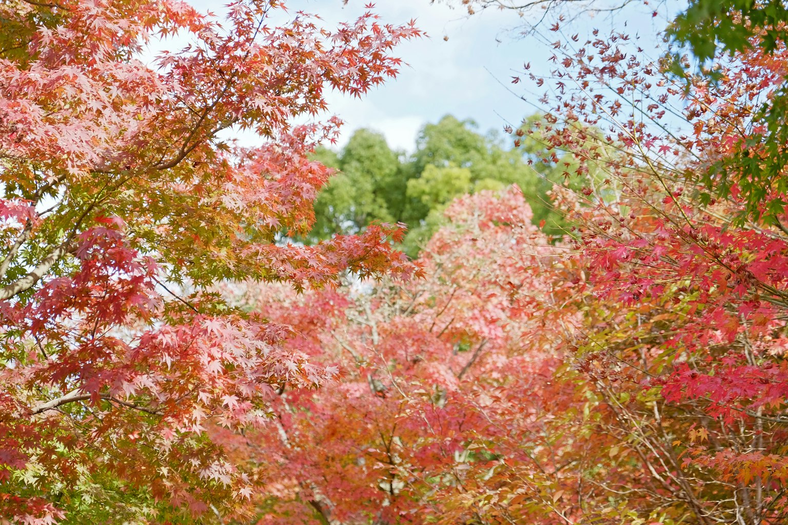 Beautiful landscape with vibrant red and orange autumn leaves