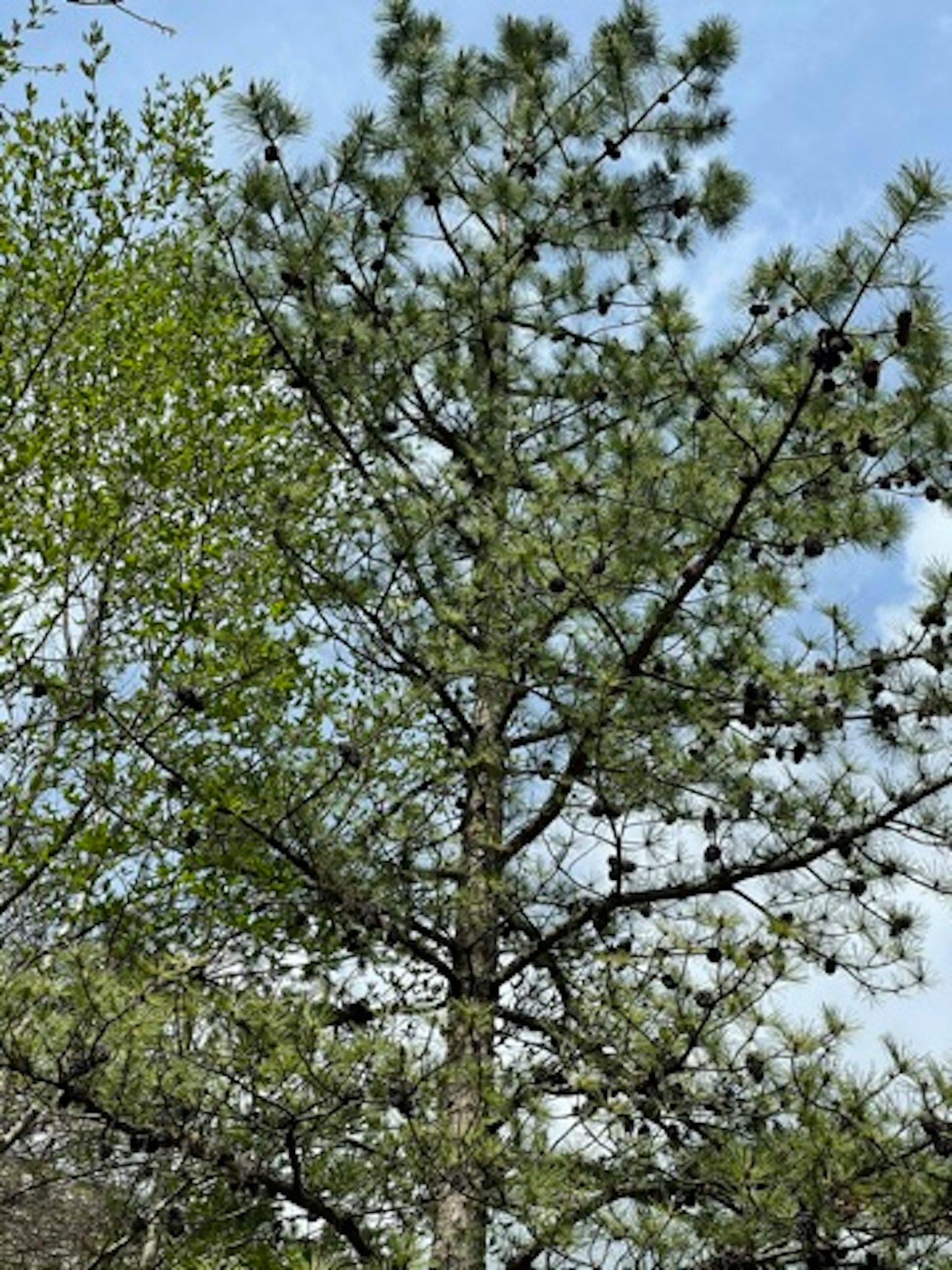 Pine tree with green leaves and pine cones