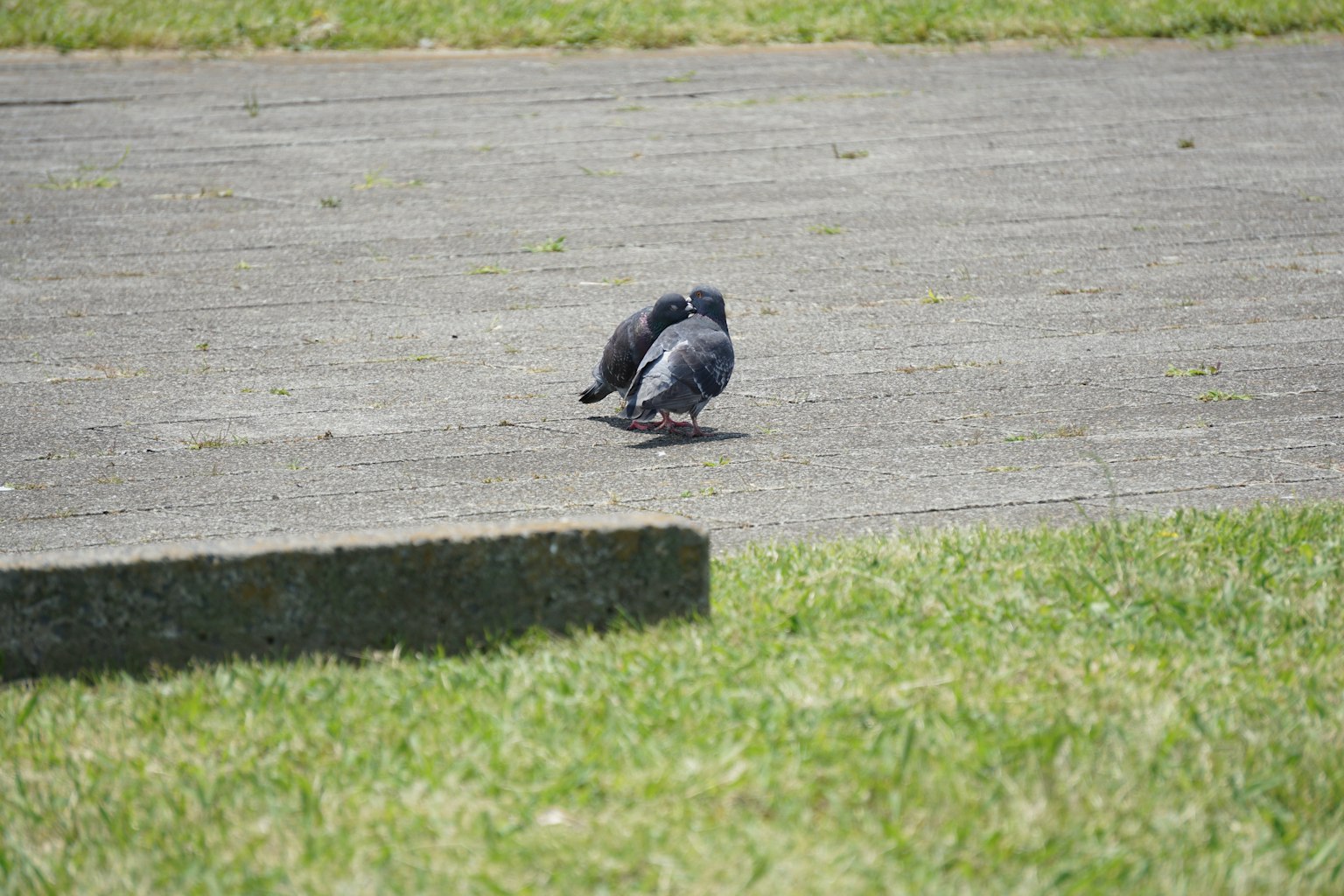 Deux pigeons se tenant près l'un de l'autre sur un chemin pavé avec de l'herbe