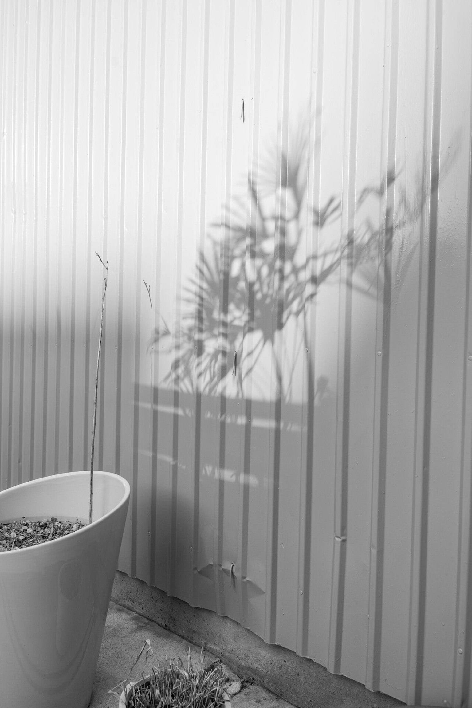 Sombra de una planta proyectada en una pared vertical en blanco y negro con una maceta redonda