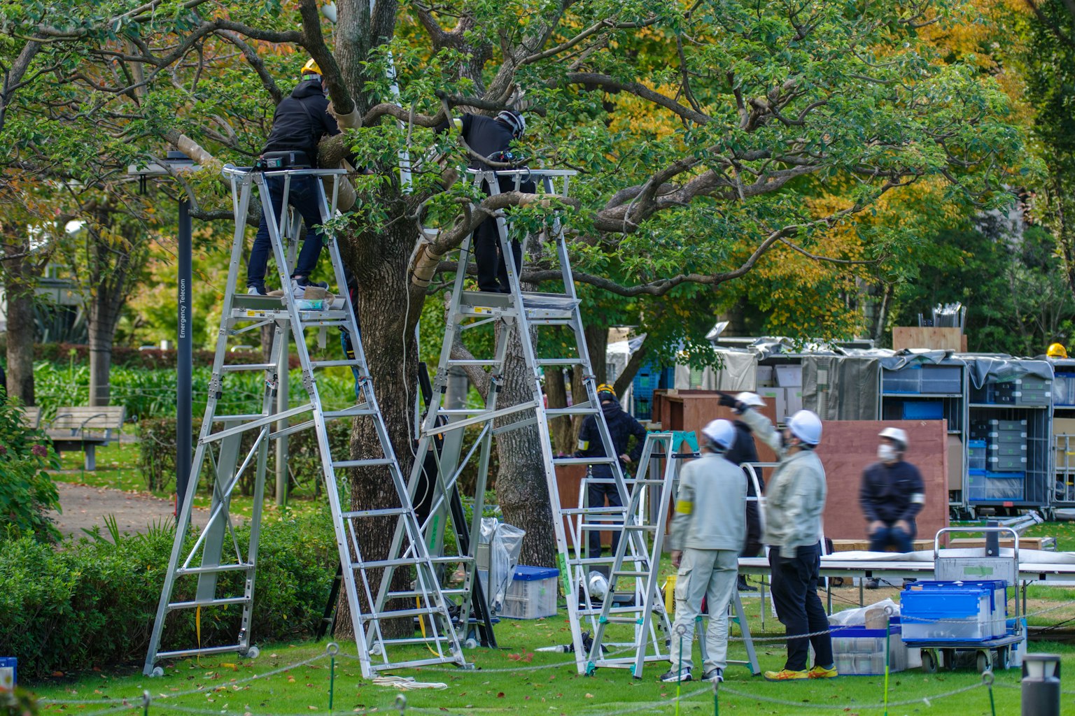 公園中使用梯子的工人