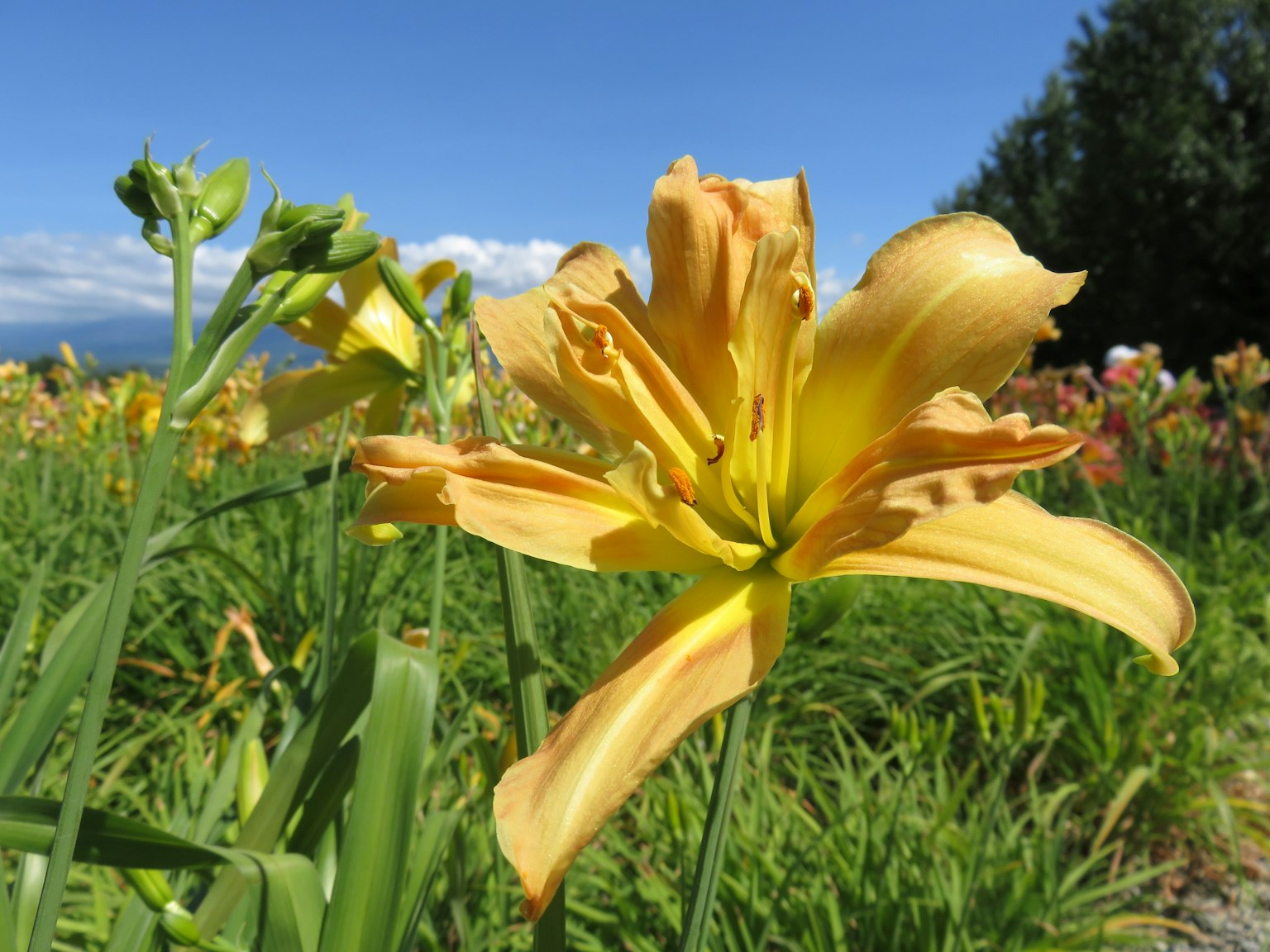 Kedekatan bunga lily kuning cerah di ladang
