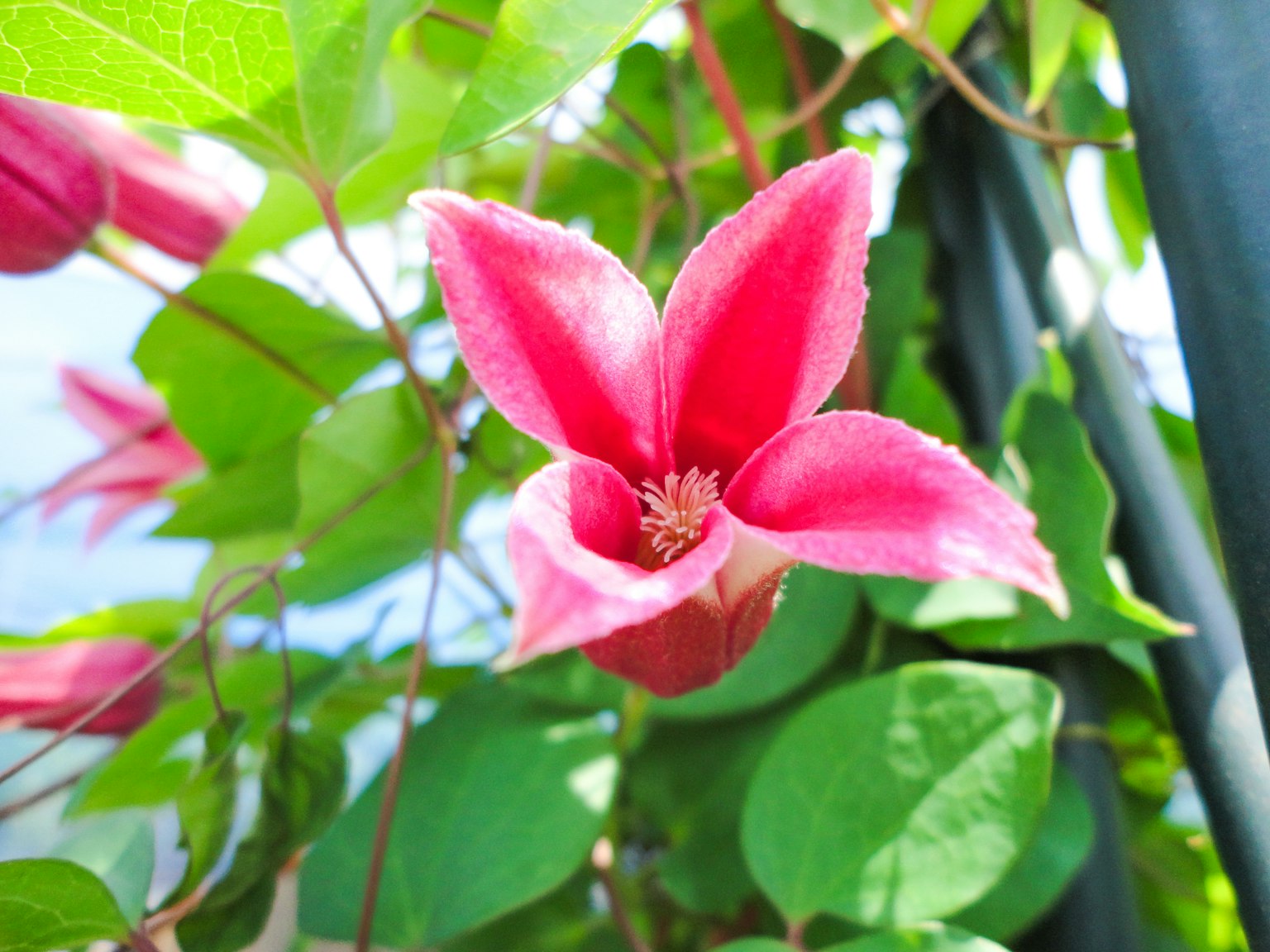 鮮やかなピンクの花と緑の葉が特徴的な植物