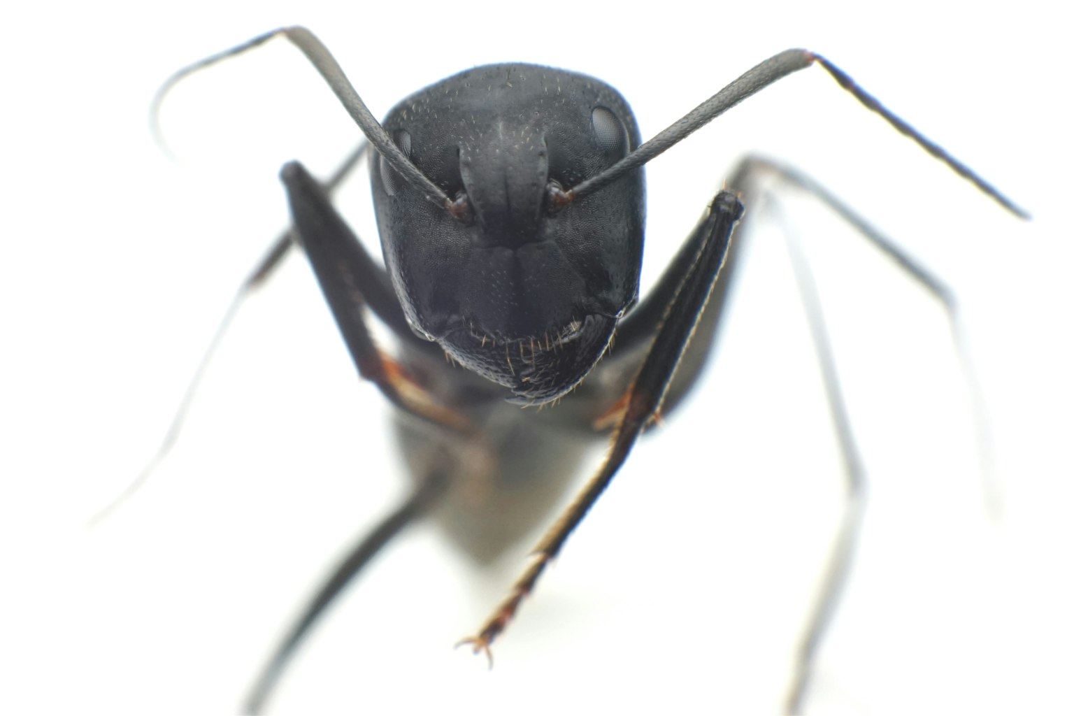 Immagine ravvicinata di una formica nera