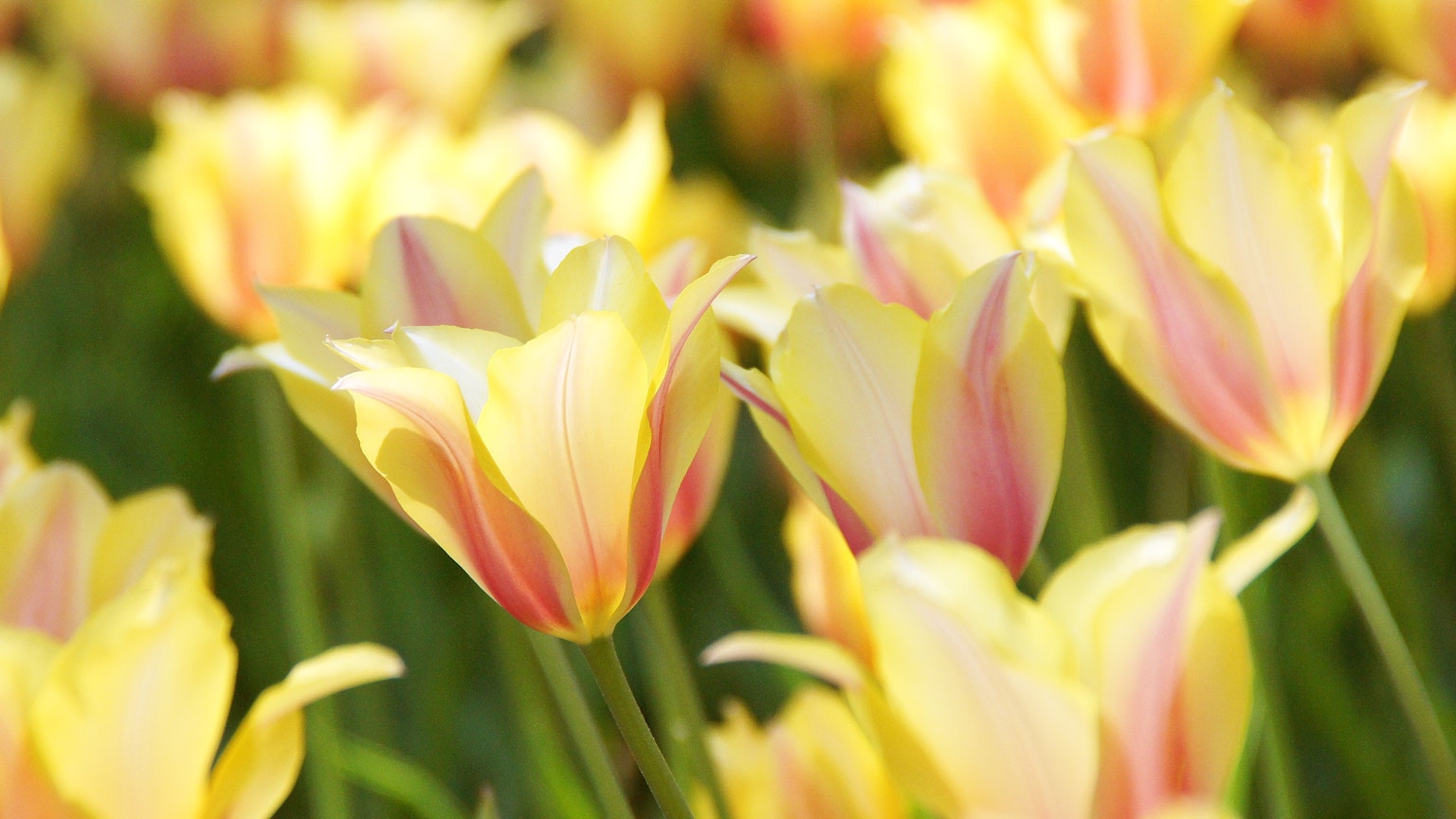 Campo de tulipanes amarillos y rosados en flor