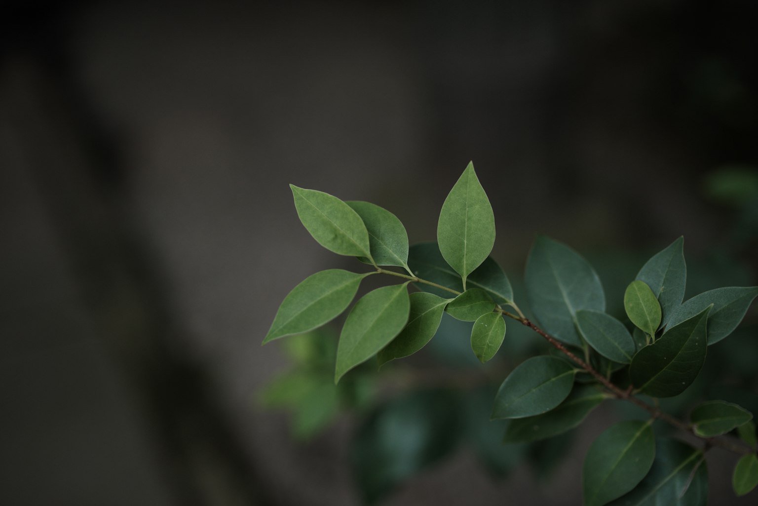 Imagen en primer plano de hojas verdes en una planta