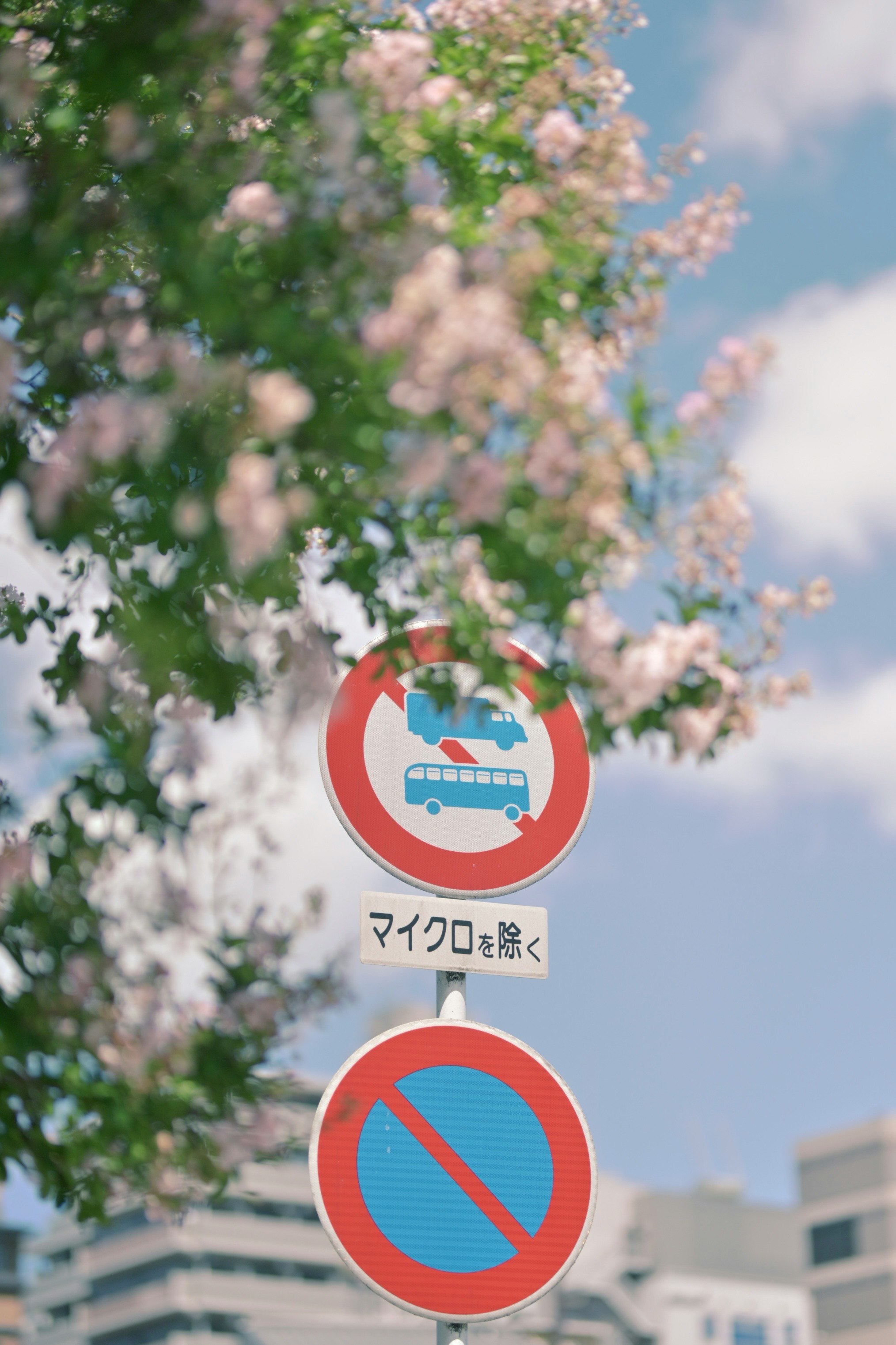 花の木のそばにあるバスの進入禁止標識