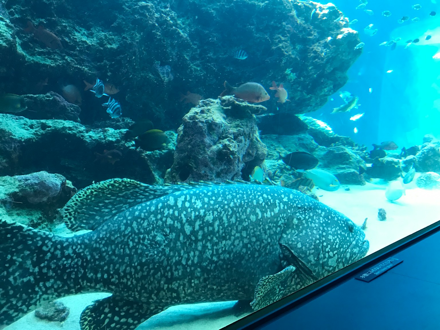 Großer Fisch schwimmt zwischen Felsen in einem Aquarium