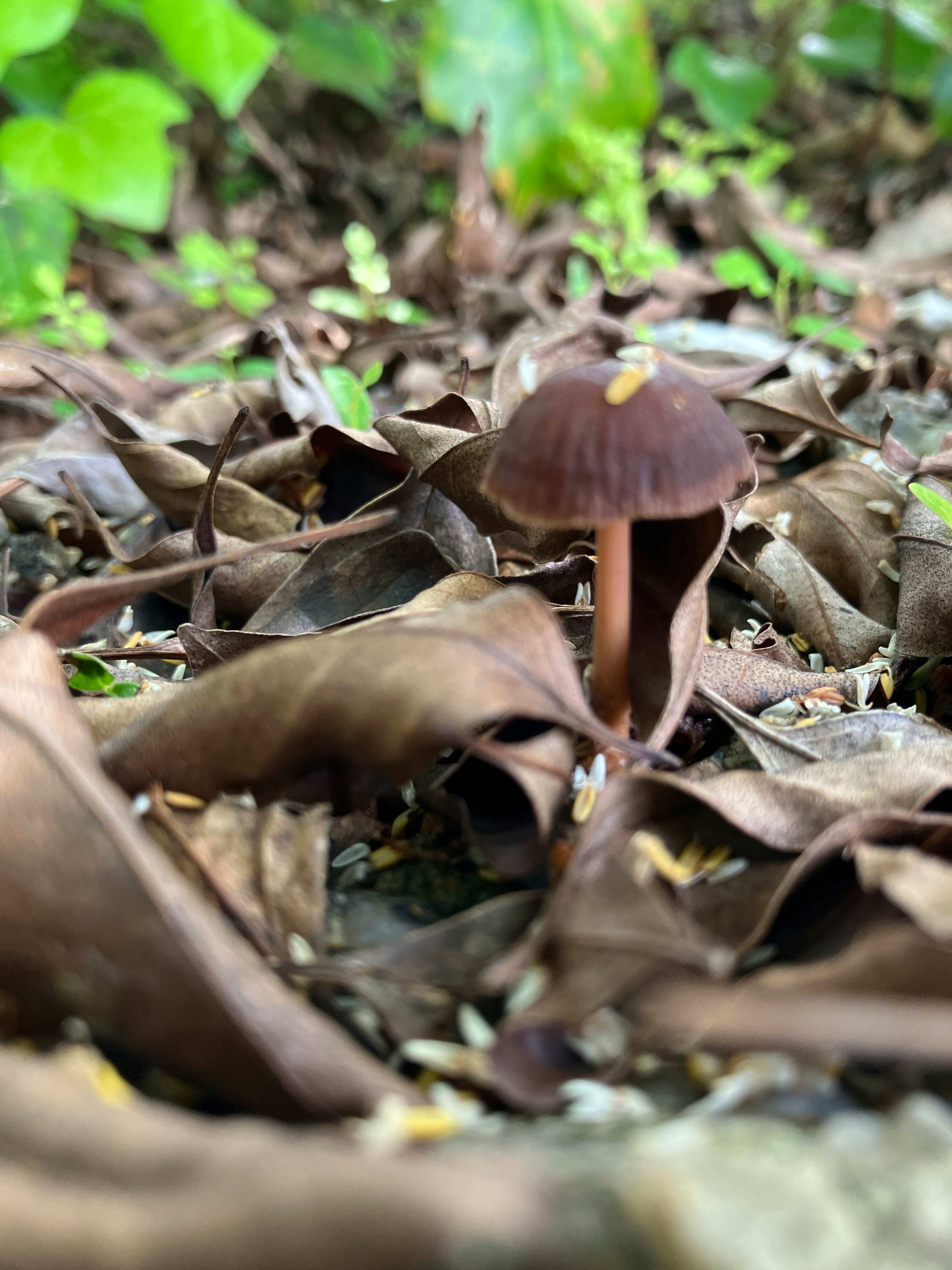 mushrooms growing on wet fallen leaves after rain