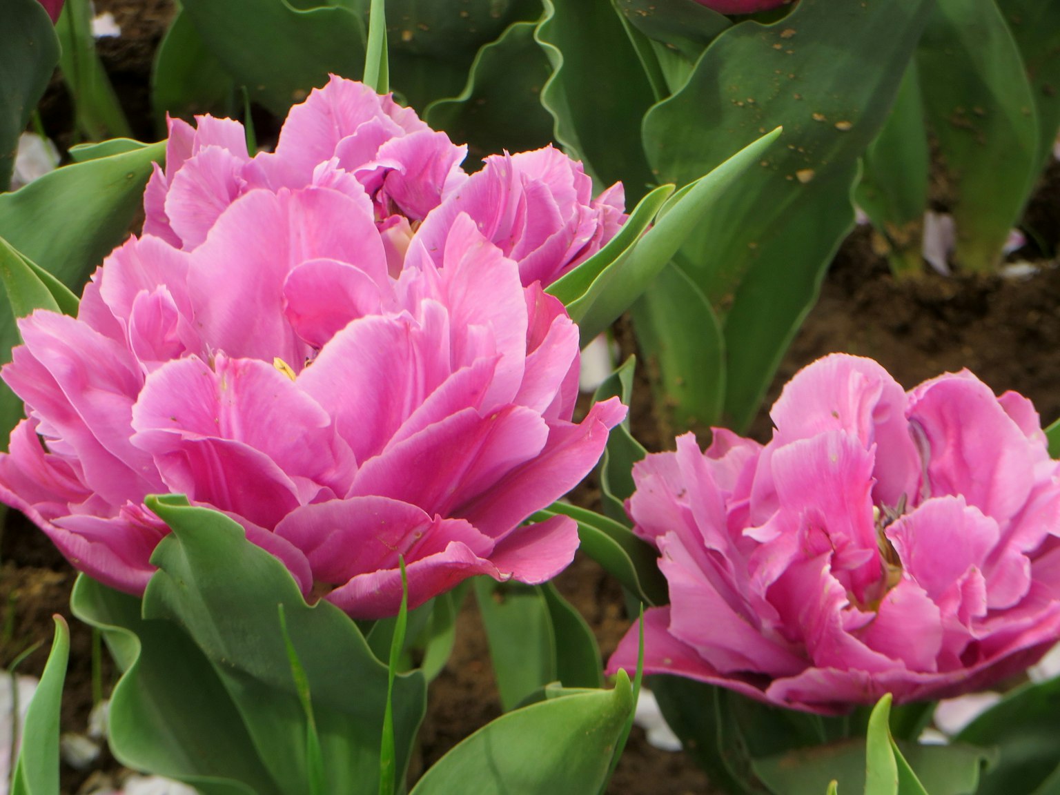 Tulip merah muda yang cerah mekar di kebun