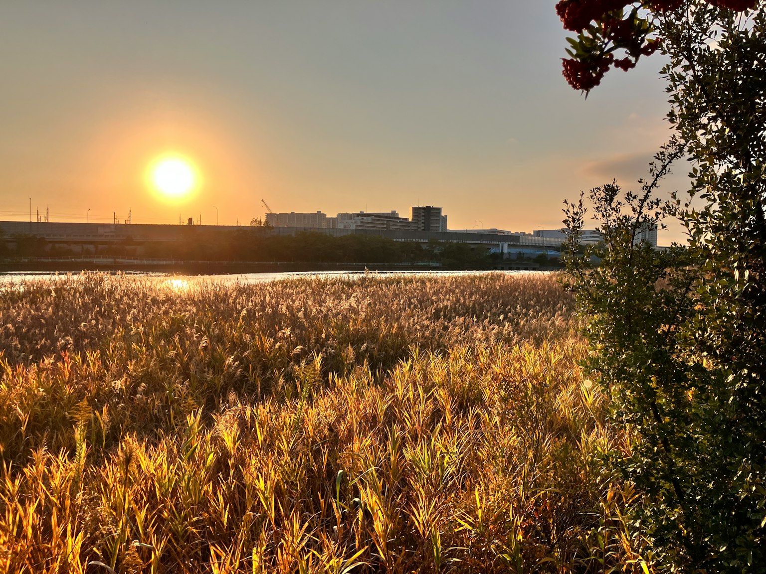 Paisaje sereno con un atardecer radiante y hierba dorada