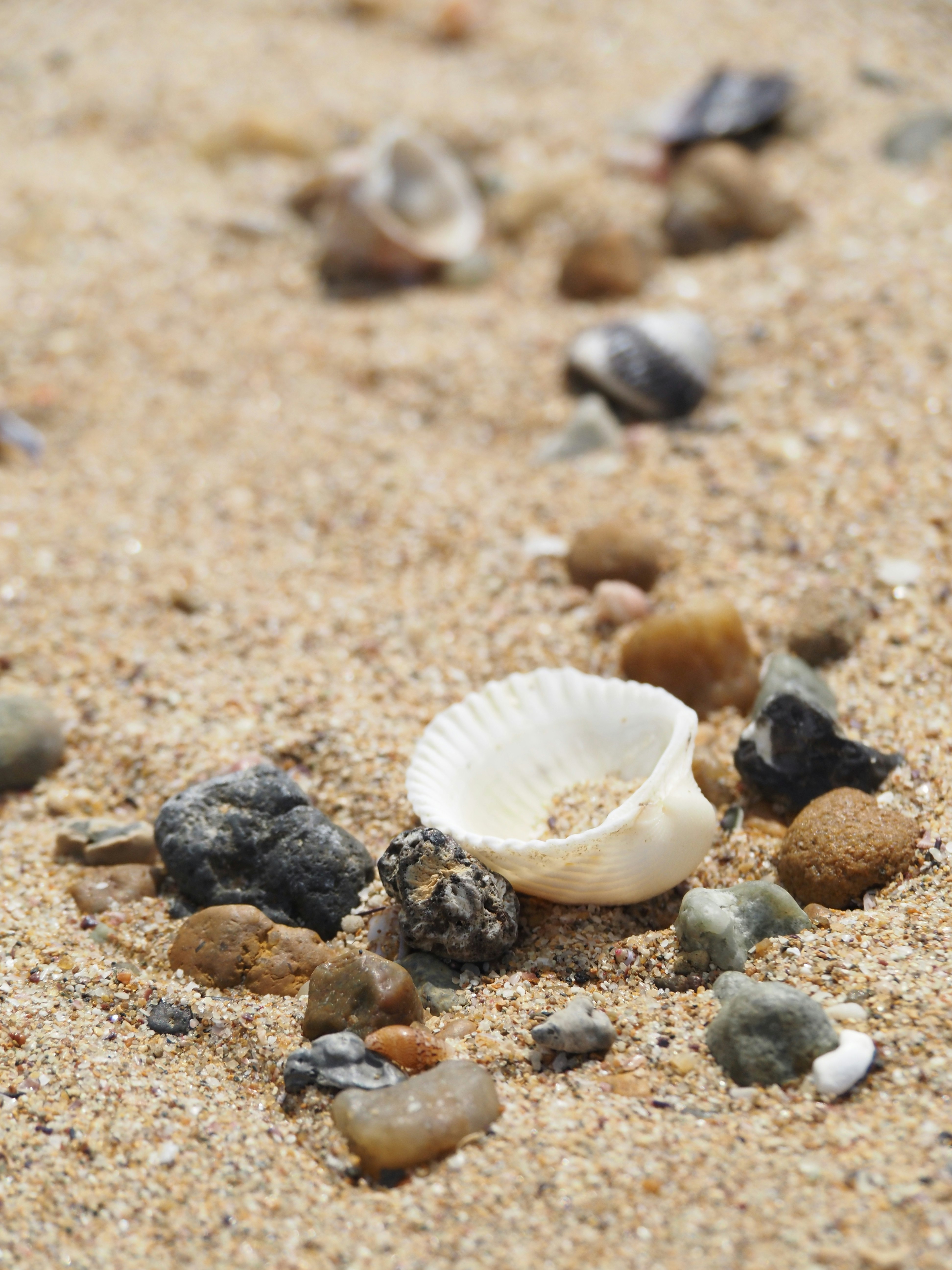 砂浜の貝殻が散らばる夏の海辺
