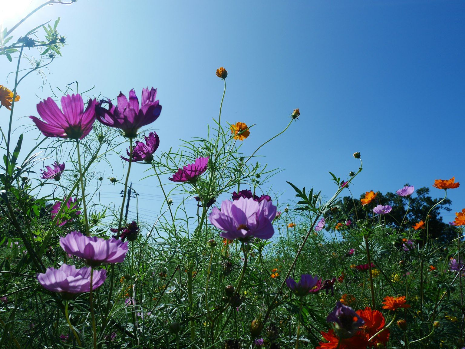 Flores coloridas floreciendo bajo un cielo azul claro