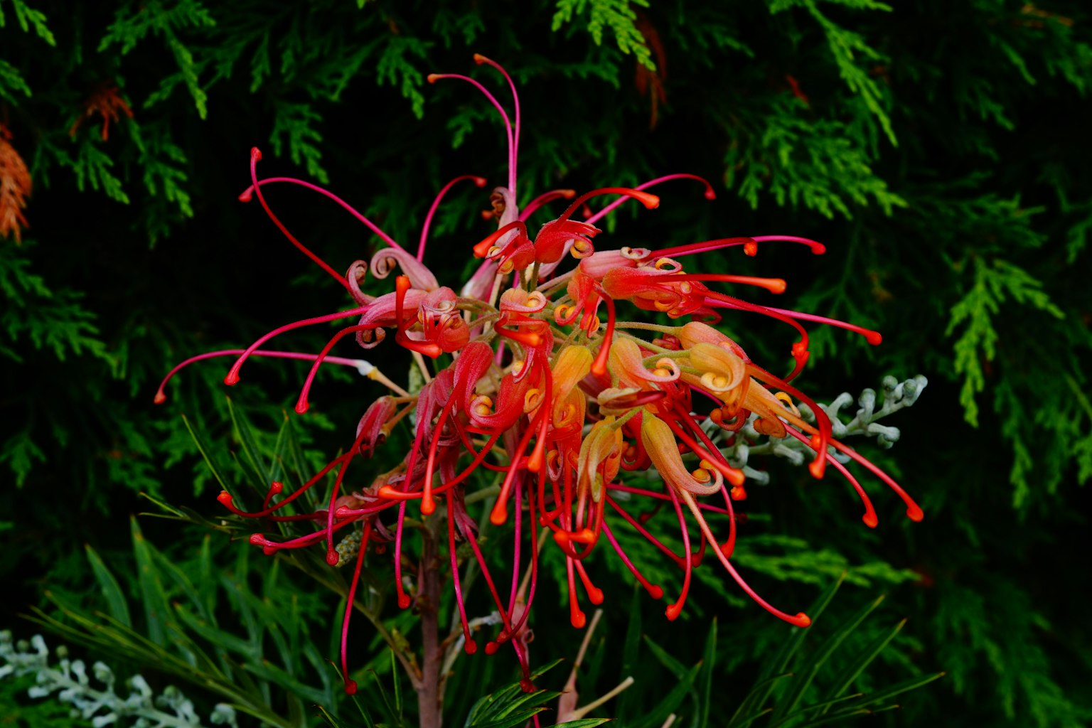 Lebendige rote und orange Blume vor grünem Hintergrund