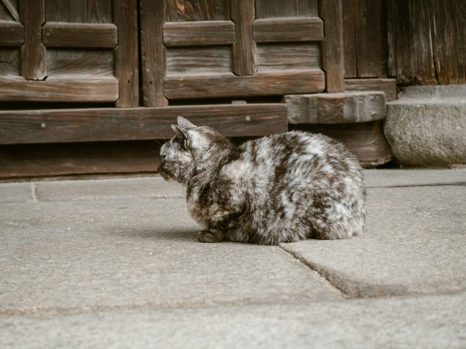 Graue Katze sitzt auf Steinpflaster vor einer alten Holztür